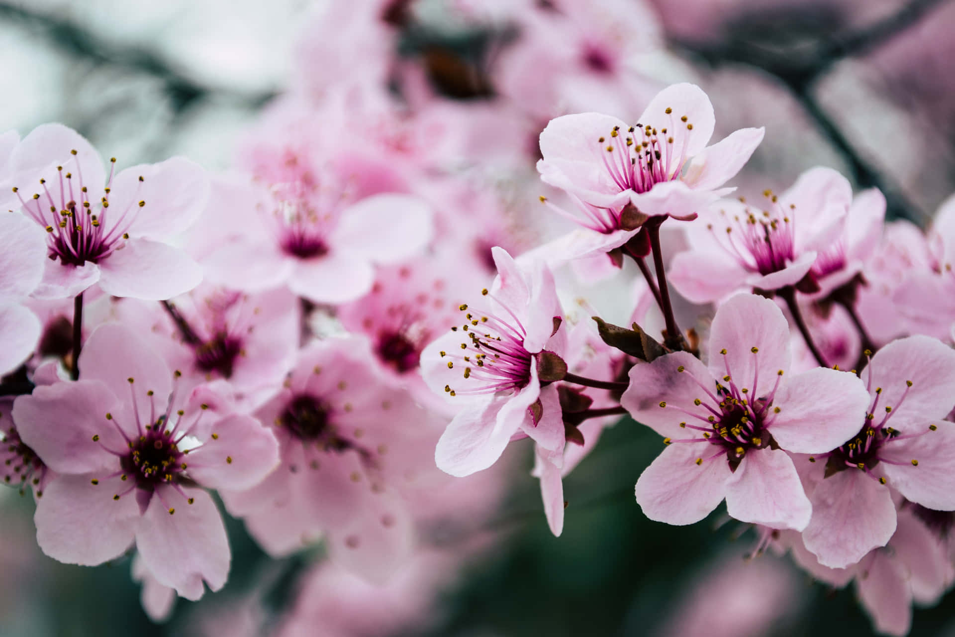 Flowers Close-up Cherry Blossoms Wallpaper
