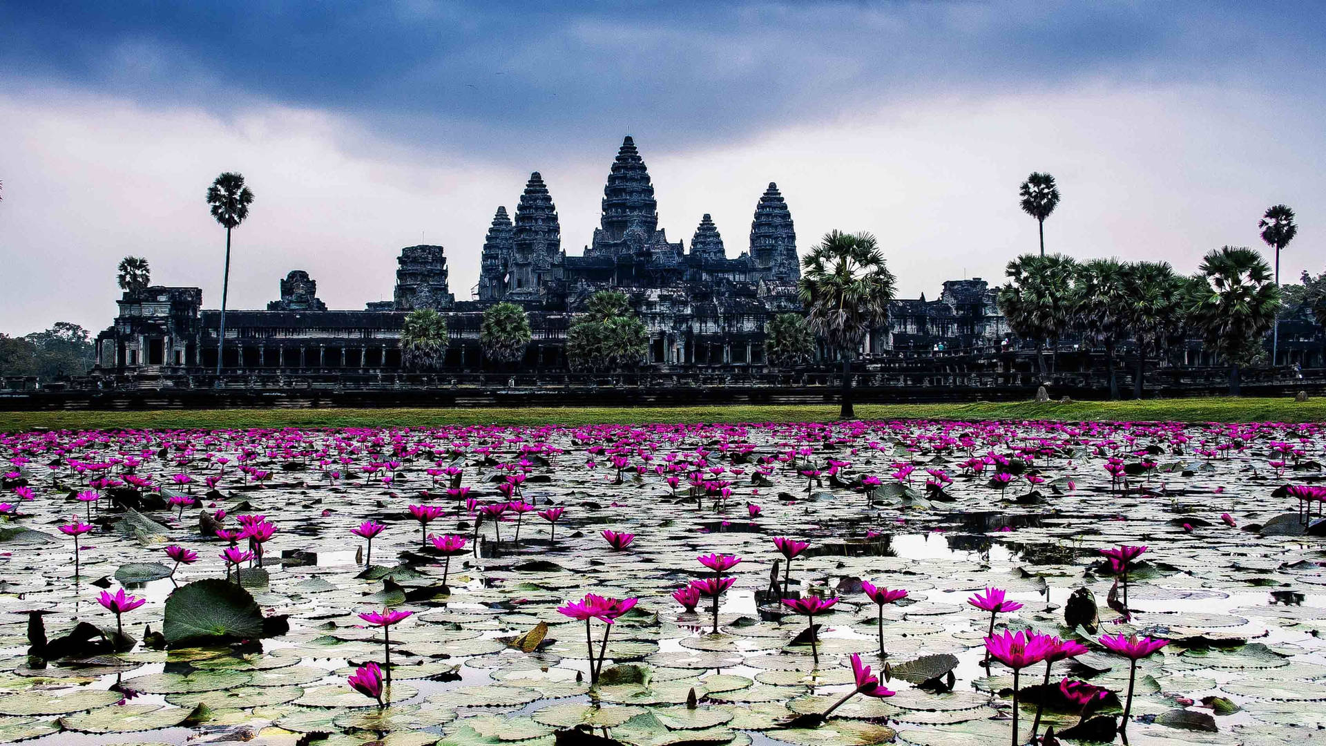 Florescreciendo En El Agua Fuera De Angkor Wat Fondo de pantalla