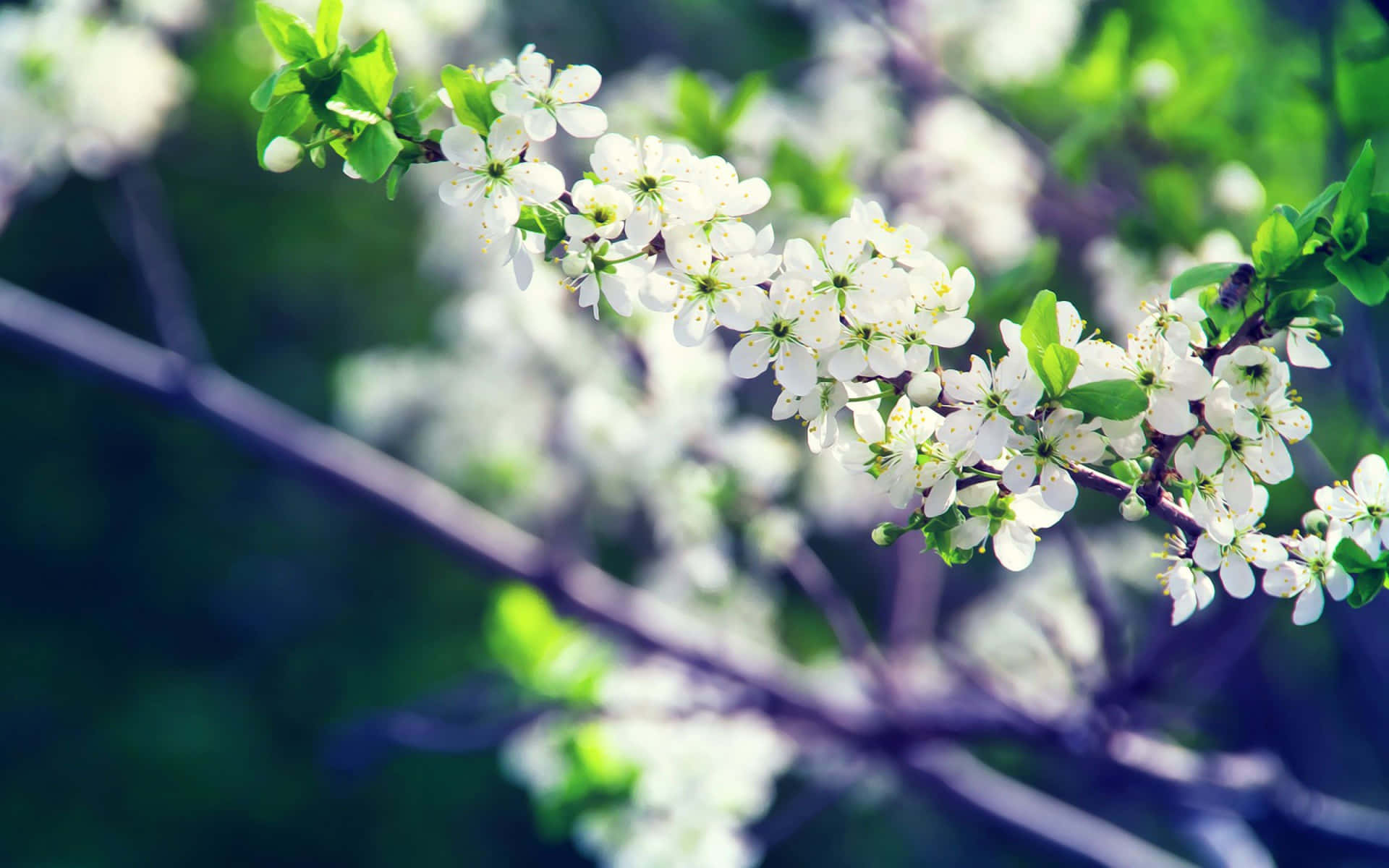 A White Flowering Tree With Green Leaves Wallpaper