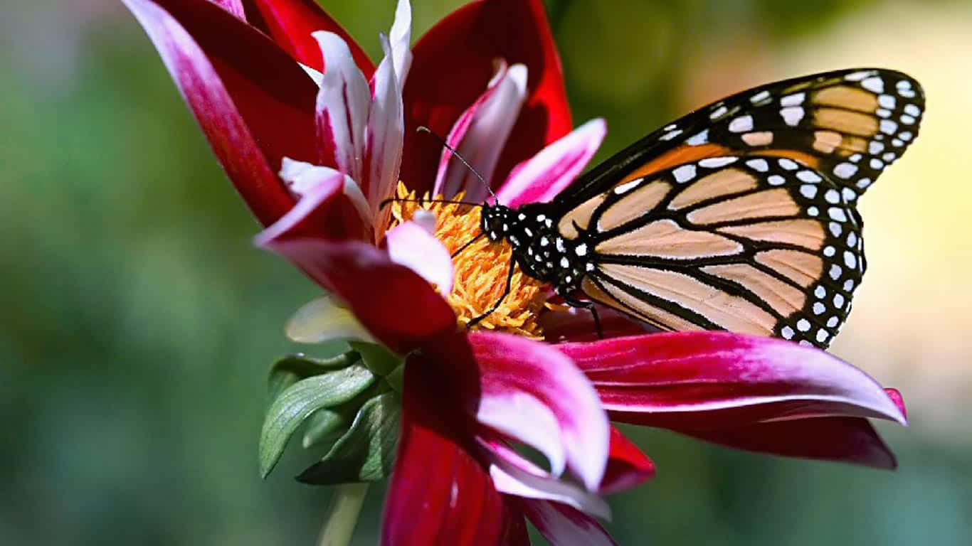 A Monarch Butterfly Is Sitting On A Red Flower Wallpaper