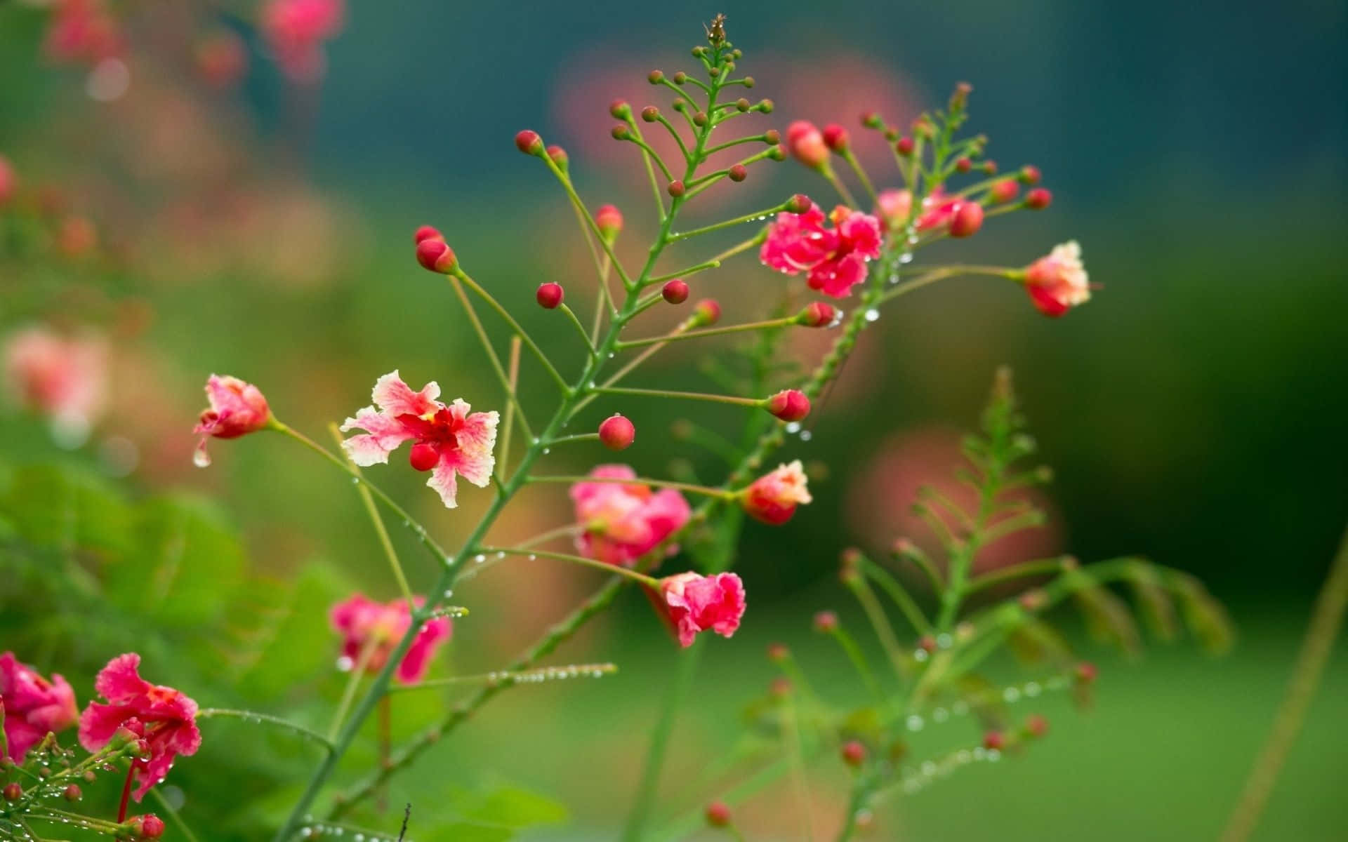 Floresde Gulmohar Rosas Para Tu Computadora Portátil. Fondo de pantalla