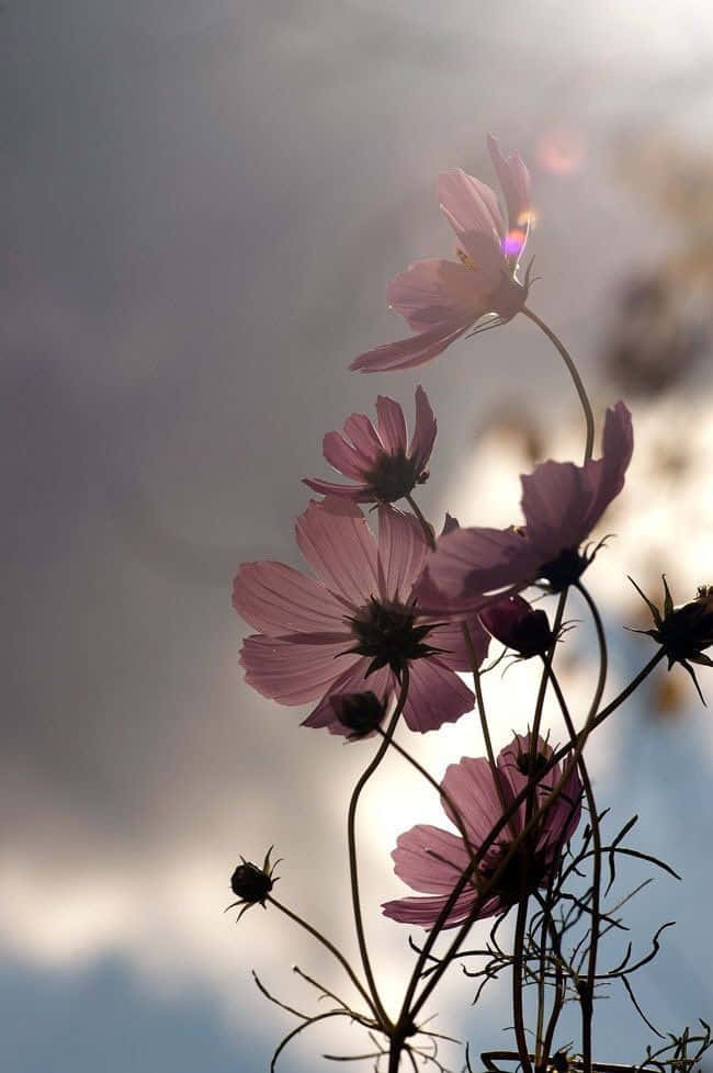 Flowers Nature Cloudy Sky Wallpaper