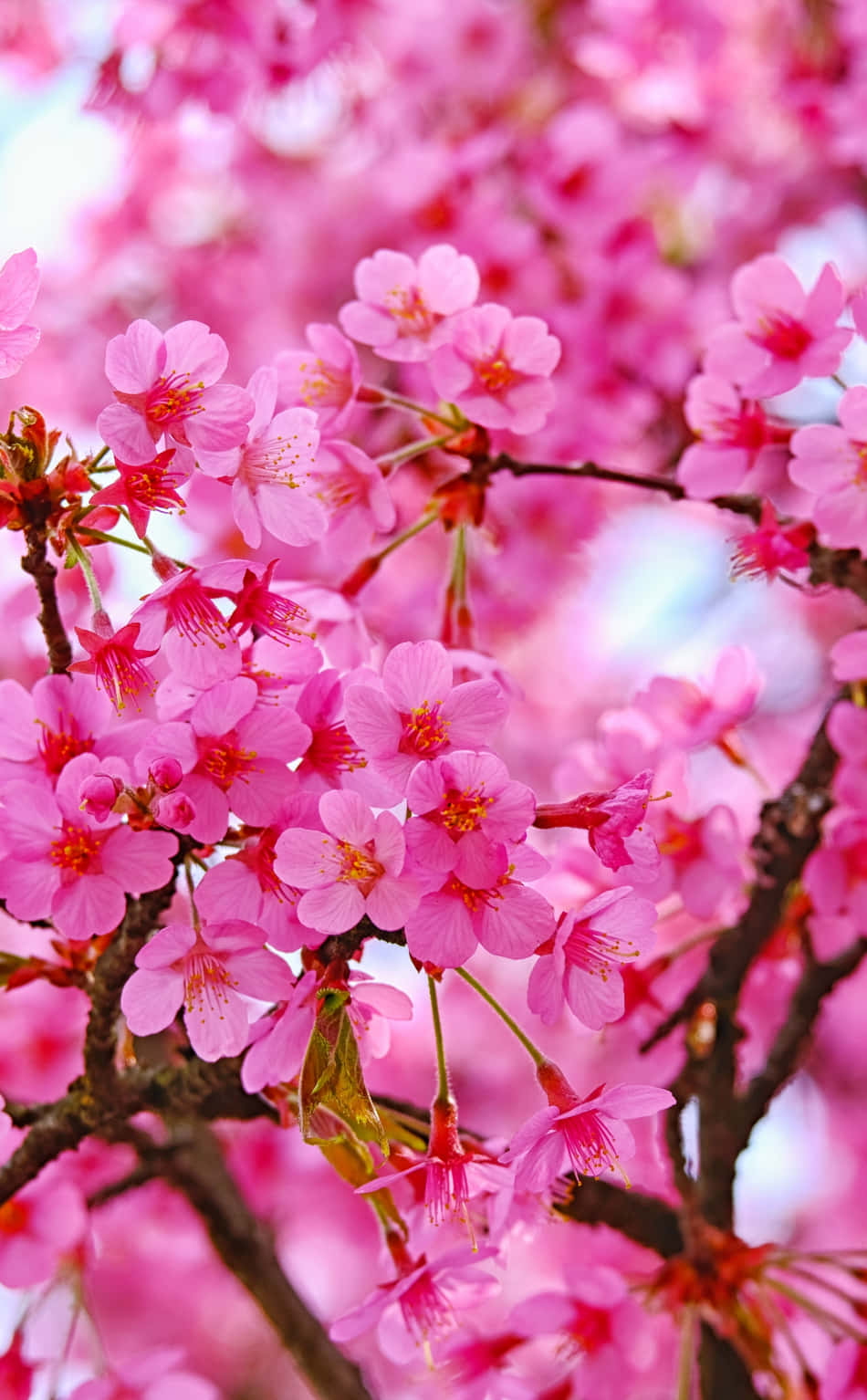 Flowers Nature Pink Cherry Blossom Wallpaper