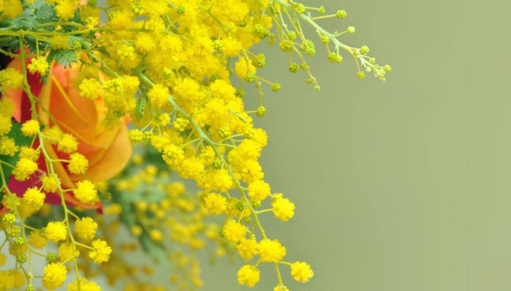 A Stunning Display of Vibrant Mimosa Flowers Wallpaper