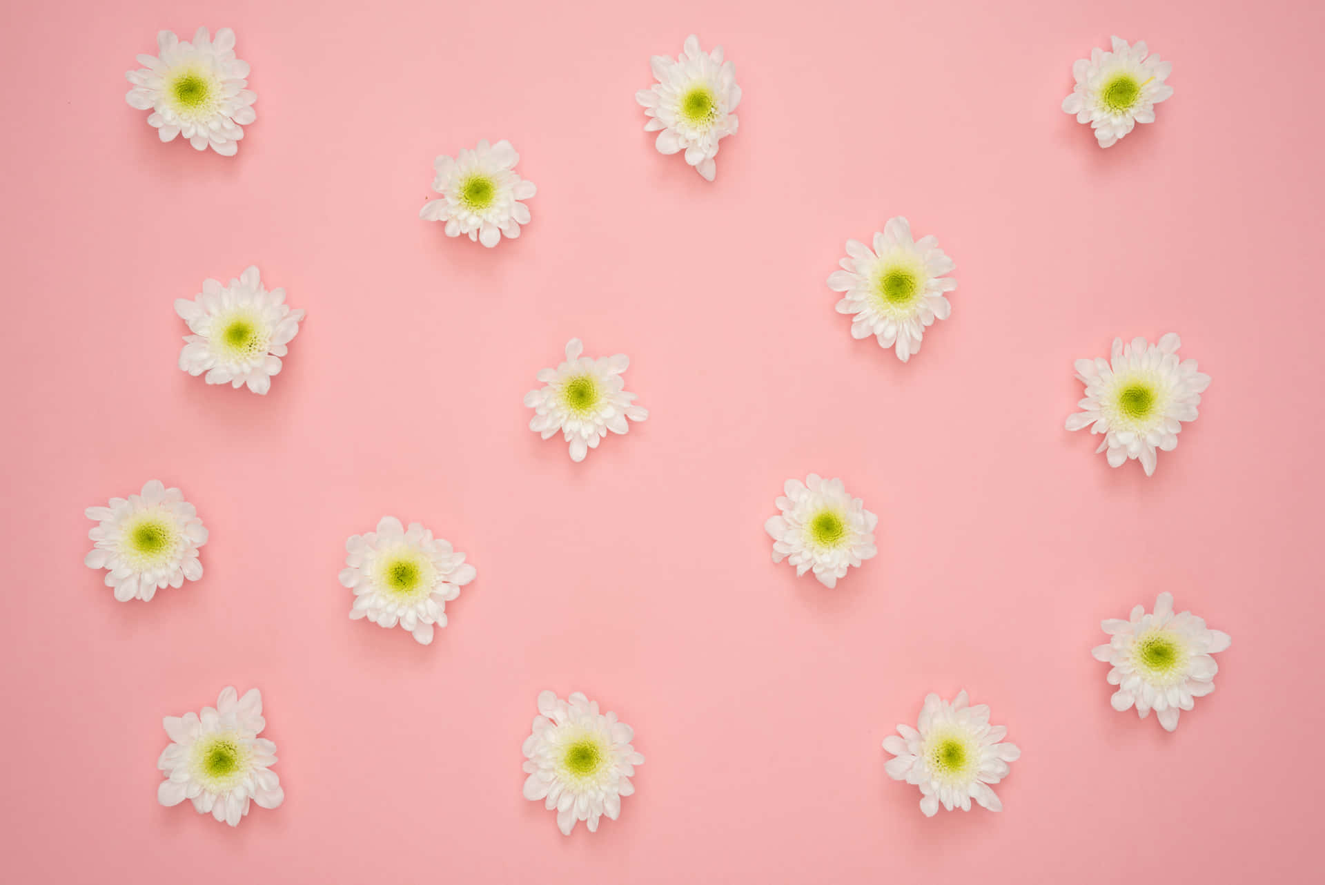 Flowers On Pink Surface Picture