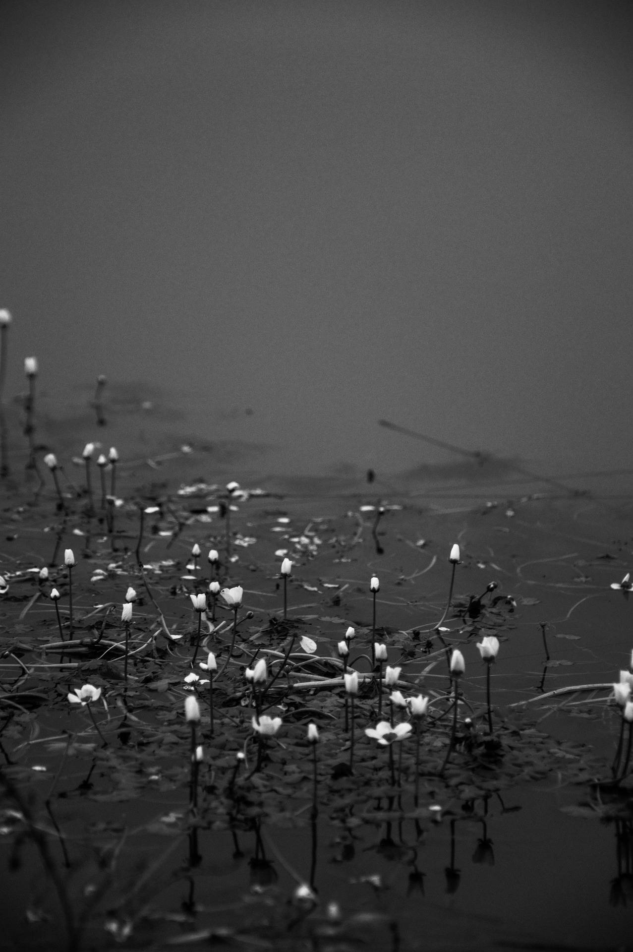 Floresen Agua Iphone Oscuro. Fondo de pantalla