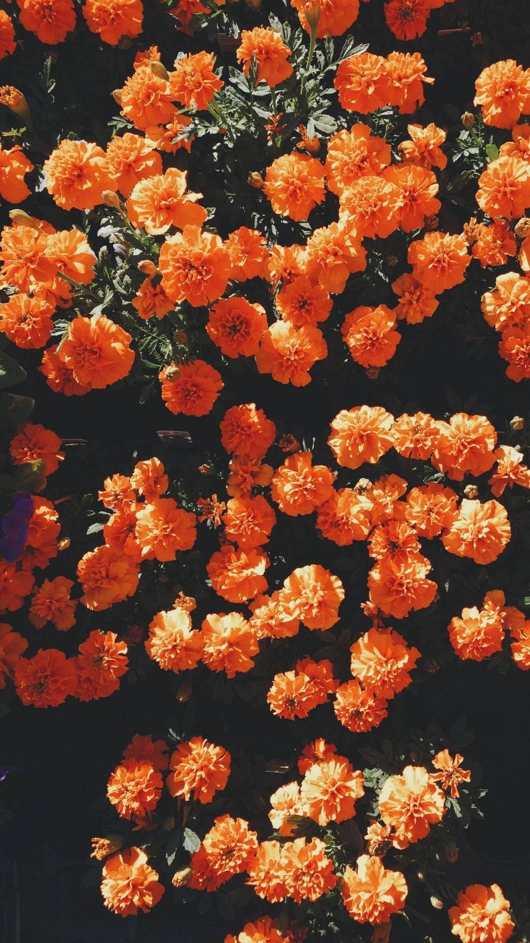 Flowers Orange Background Wallpaper