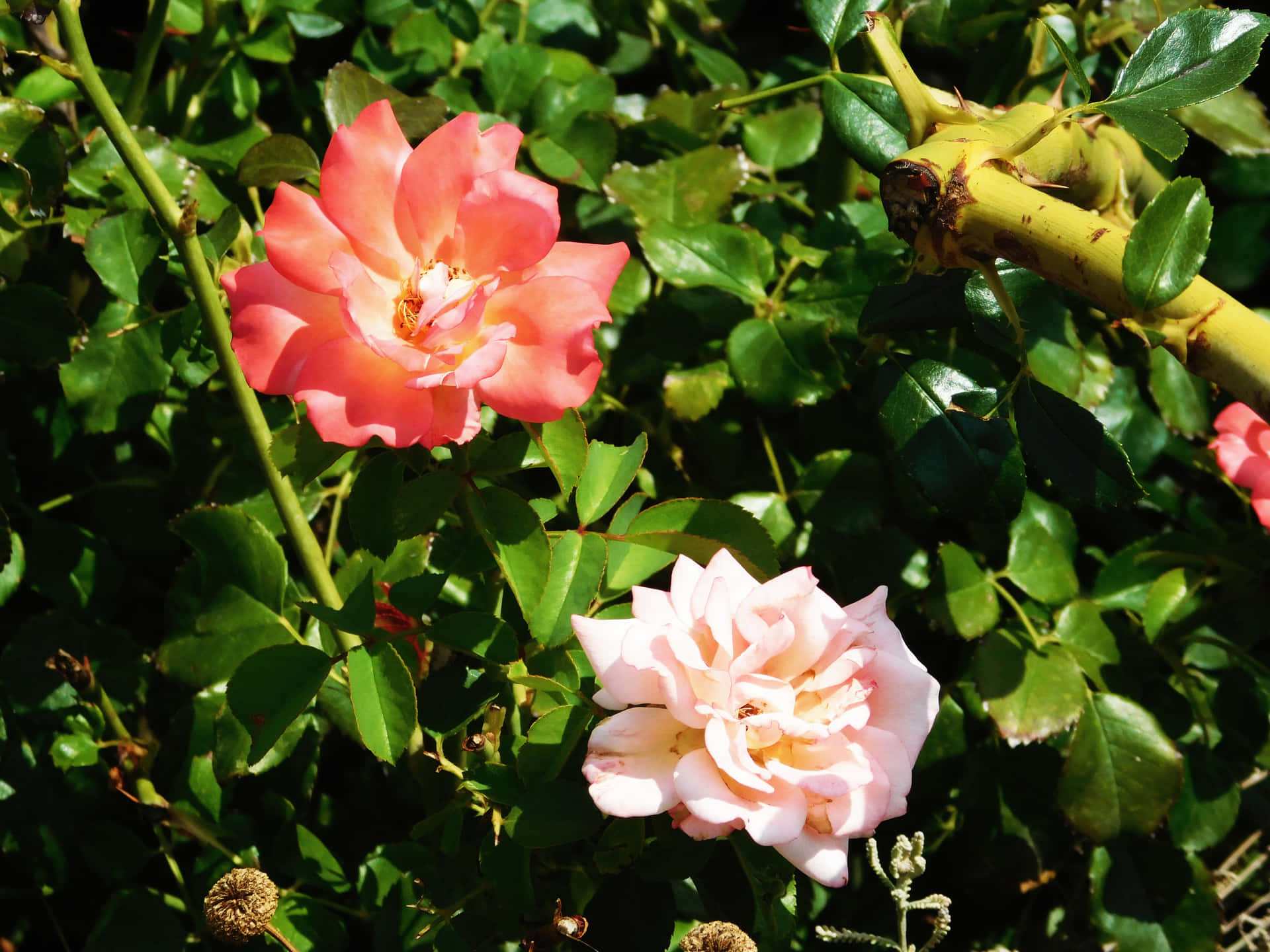 Flowers Outdoors In The Garden Wallpaper
