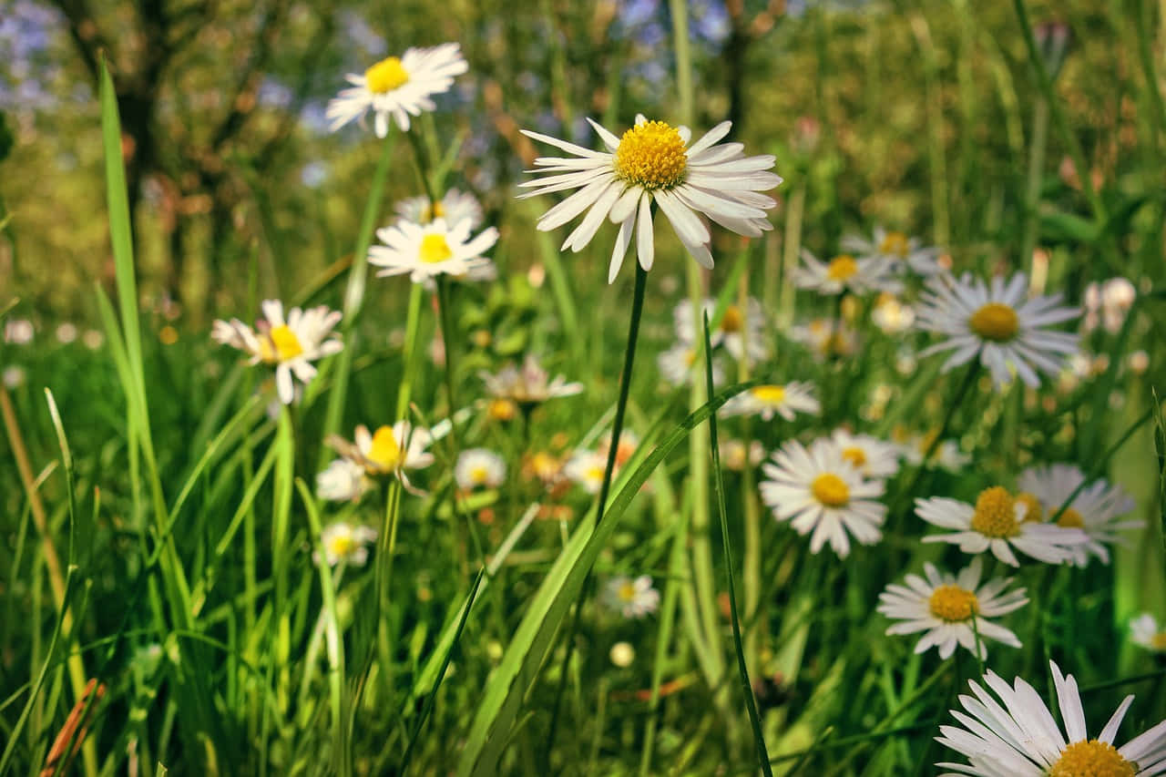 Flowers With A Perennial Smell On A Sunny Day Wallpaper