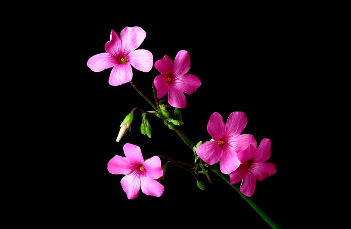 En pink blomst er på en stilk mod en sort baggrund. Wallpaper