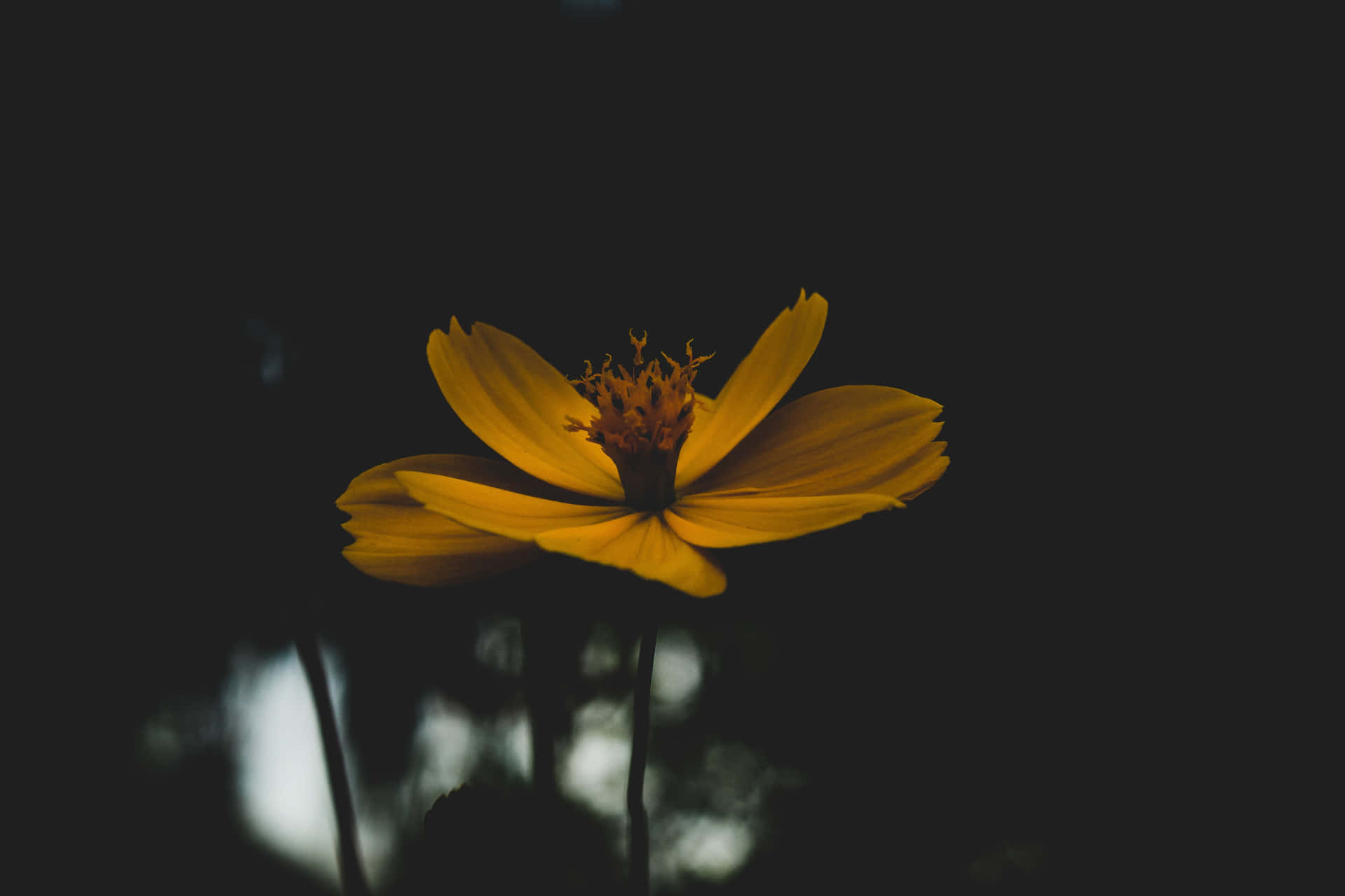 En gul blomst i mørket Wallpaper