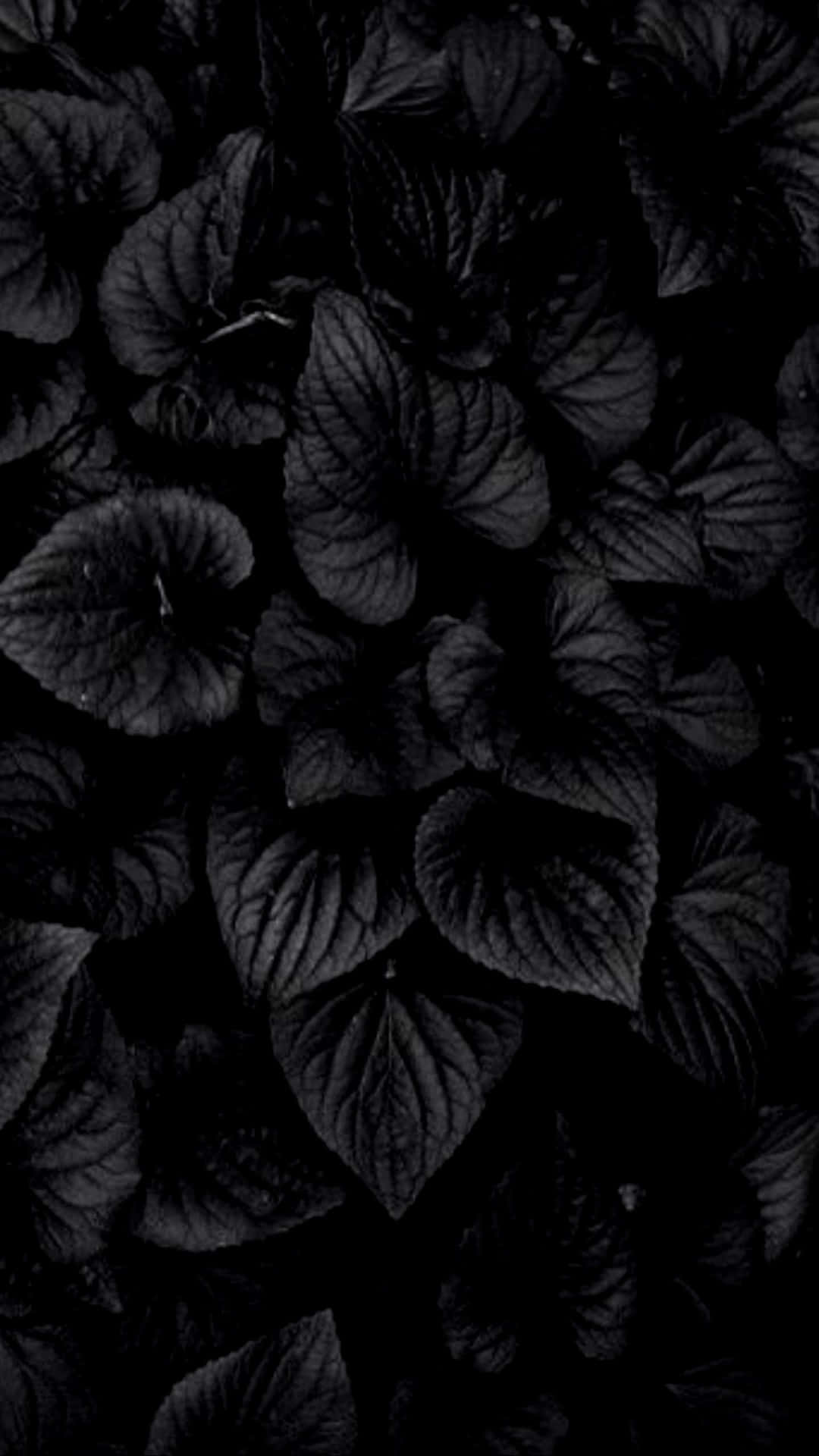 En sort baggrund med blade i mørket Wallpaper
