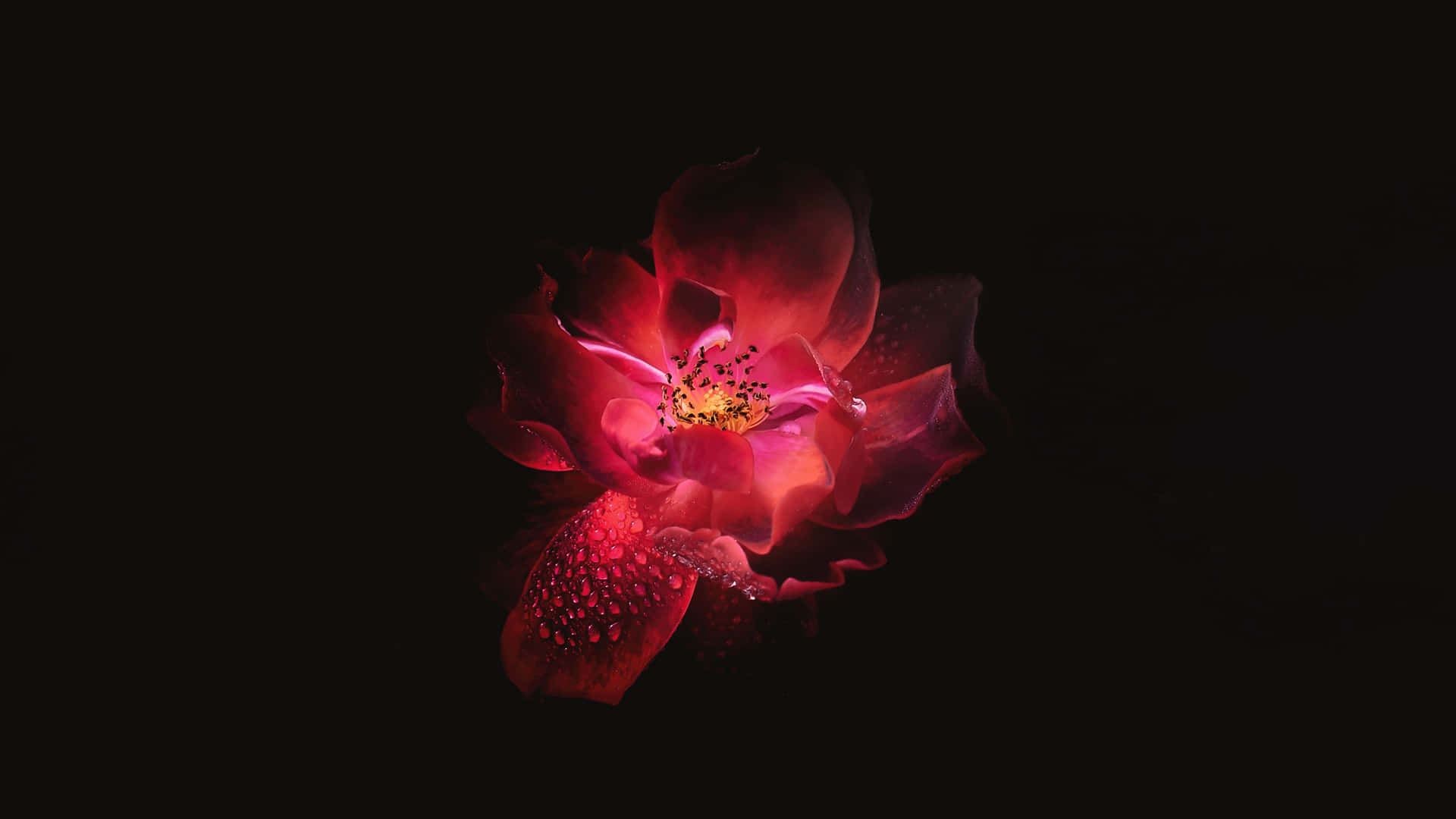 Vackerframhävning Av Eleganta Svarta Blommor. Wallpaper