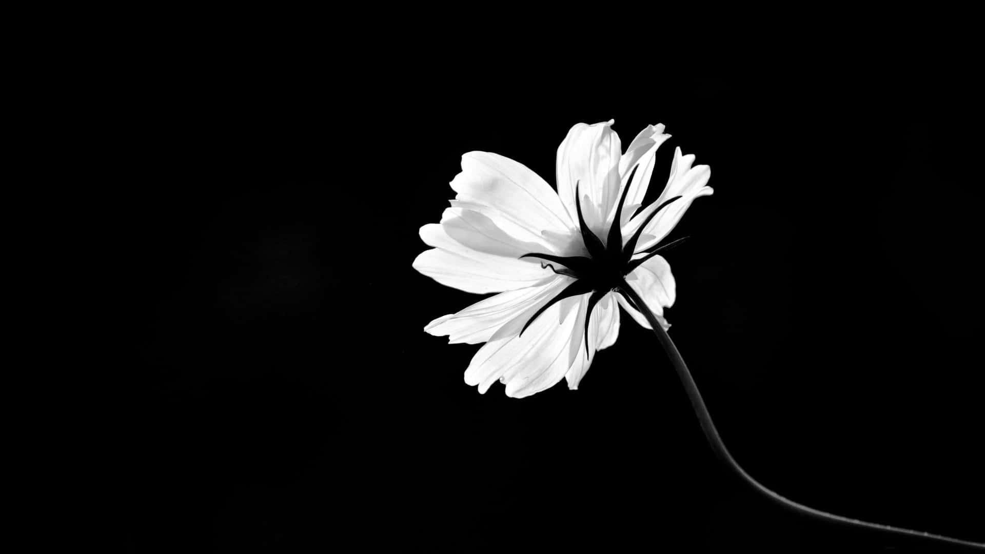 "Experience the beauty of a unique combination of dark and light in the petals of these Flowers With Black." Wallpaper