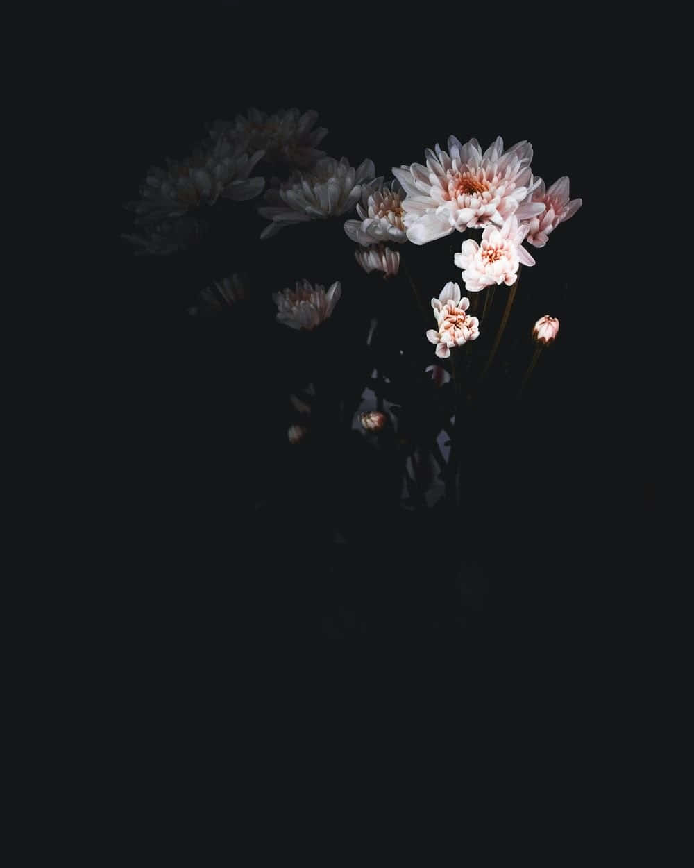 En mørk baggrund med blomster i mørket Wallpaper