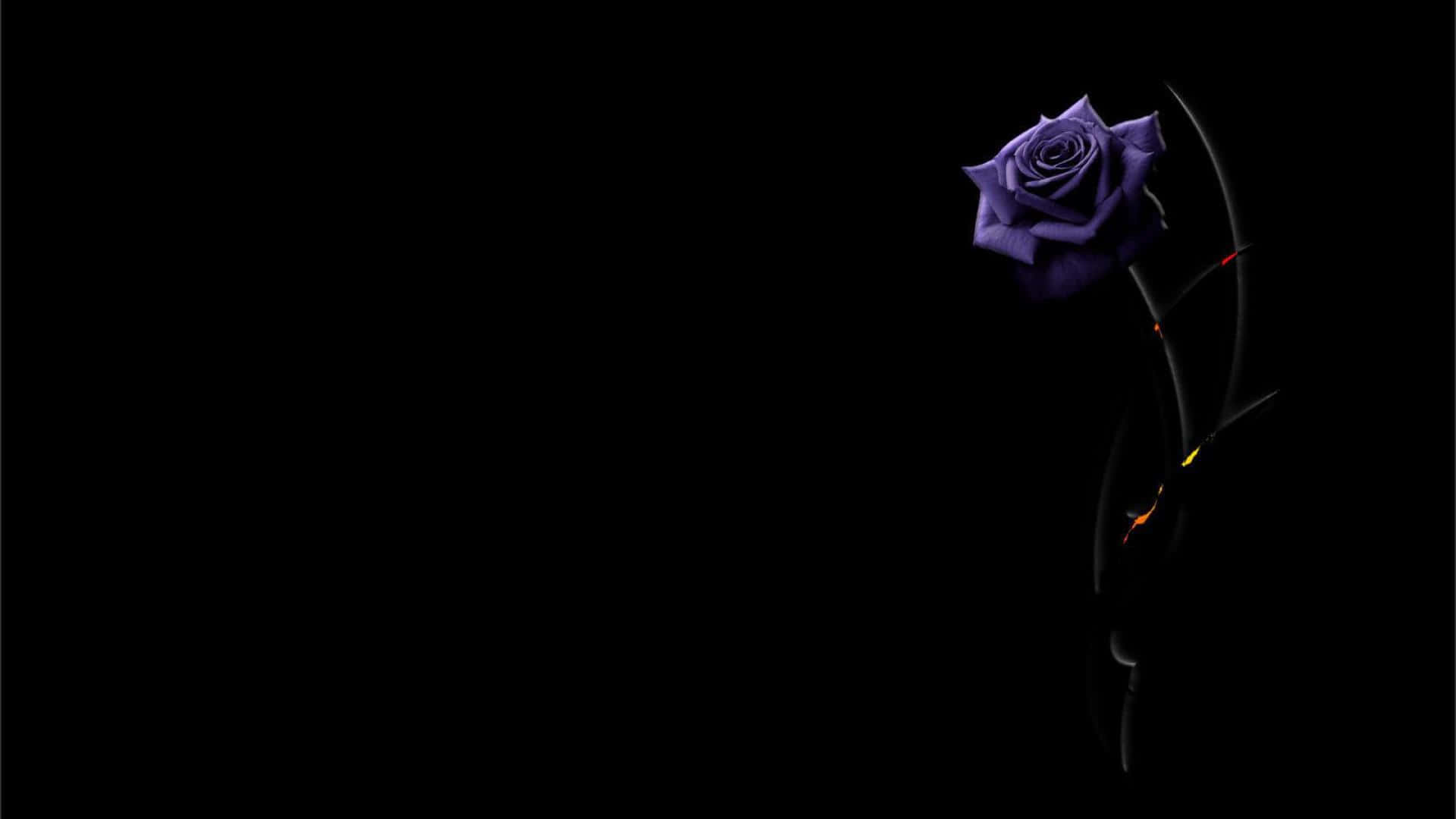 A Purple Rose Is Shown Against A Black Background Wallpaper