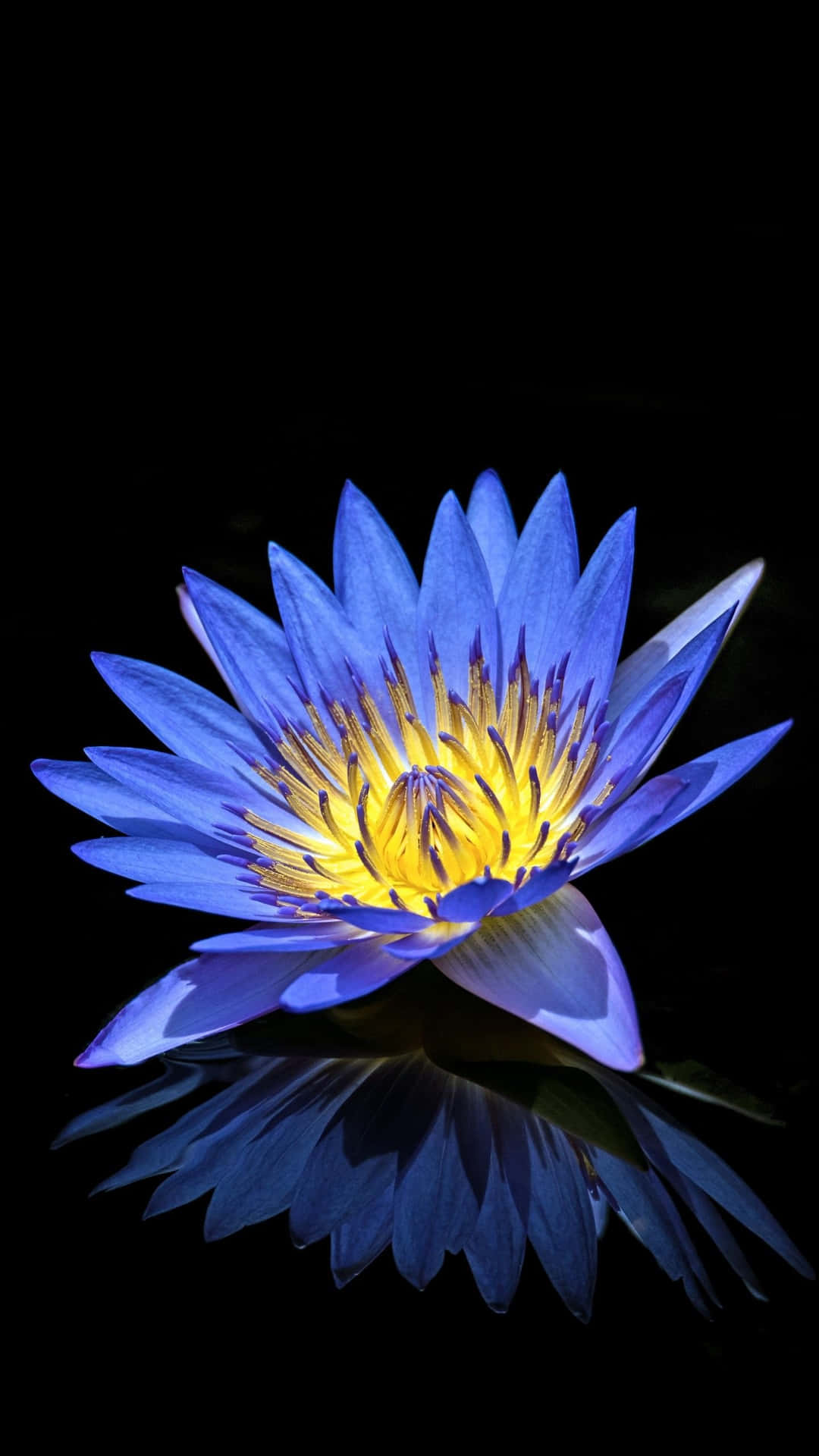 A Blue Water Lily Is Reflected In A Black Background Wallpaper