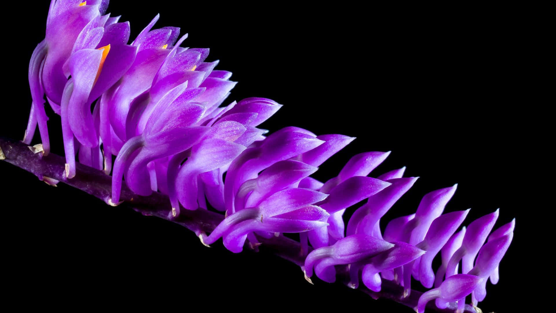 Billede Sorte Blomster - Naturens Elegante Kontrast Wallpaper