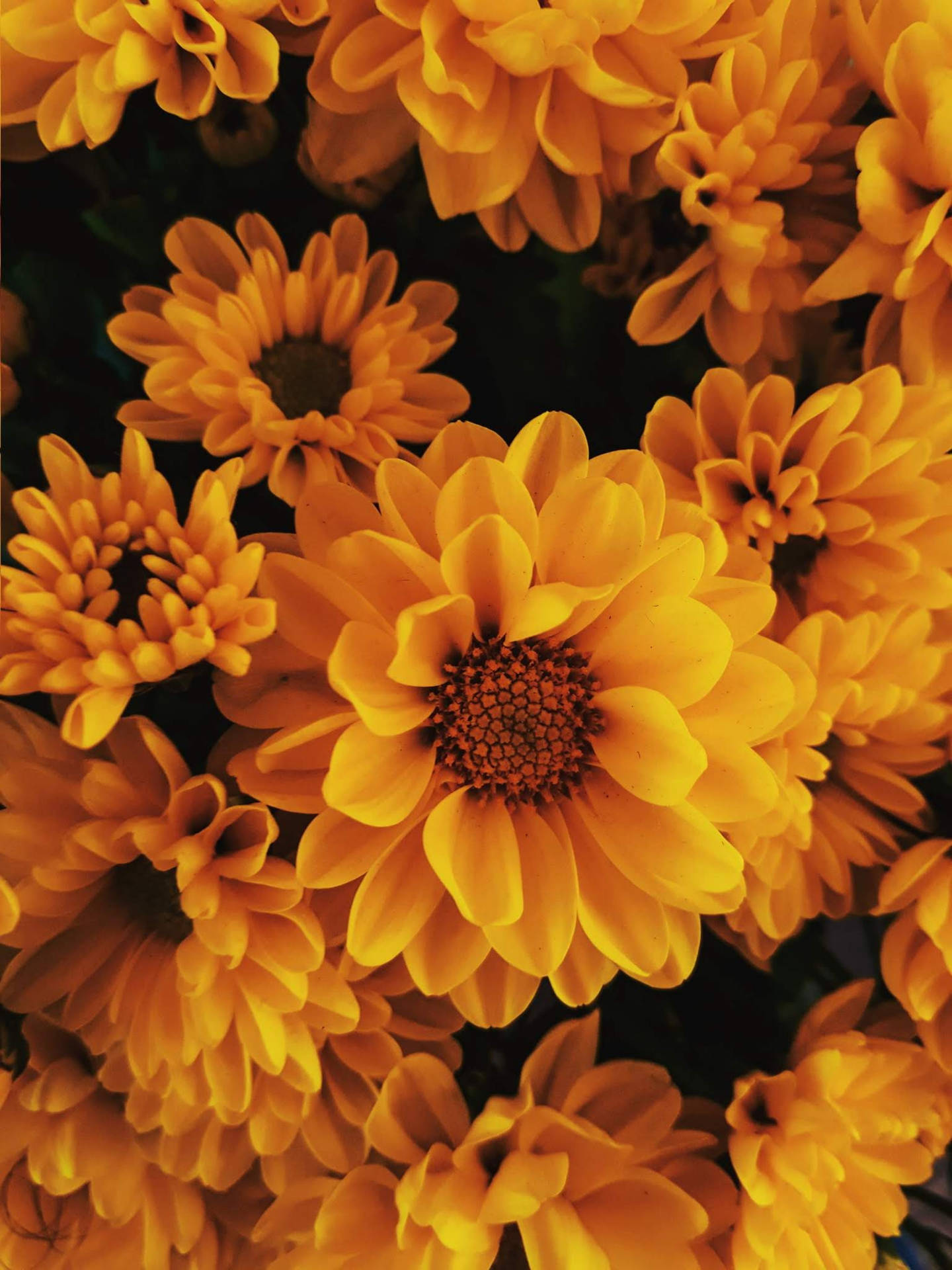 Flowers Yellow Hd Iphone Wallpaper