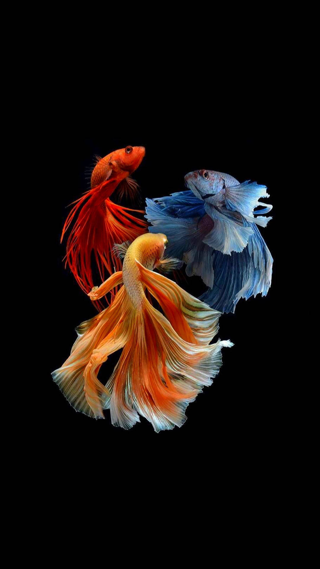 Download Flowing Tails Beautiful Fish Wallpaper 