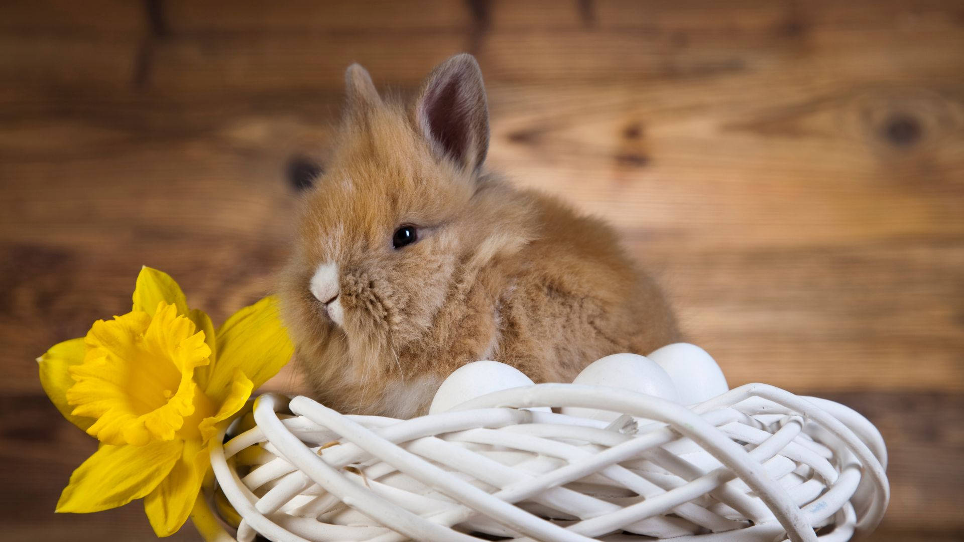 Fluffy And Cute Brown Baby Bunny Wallpaper