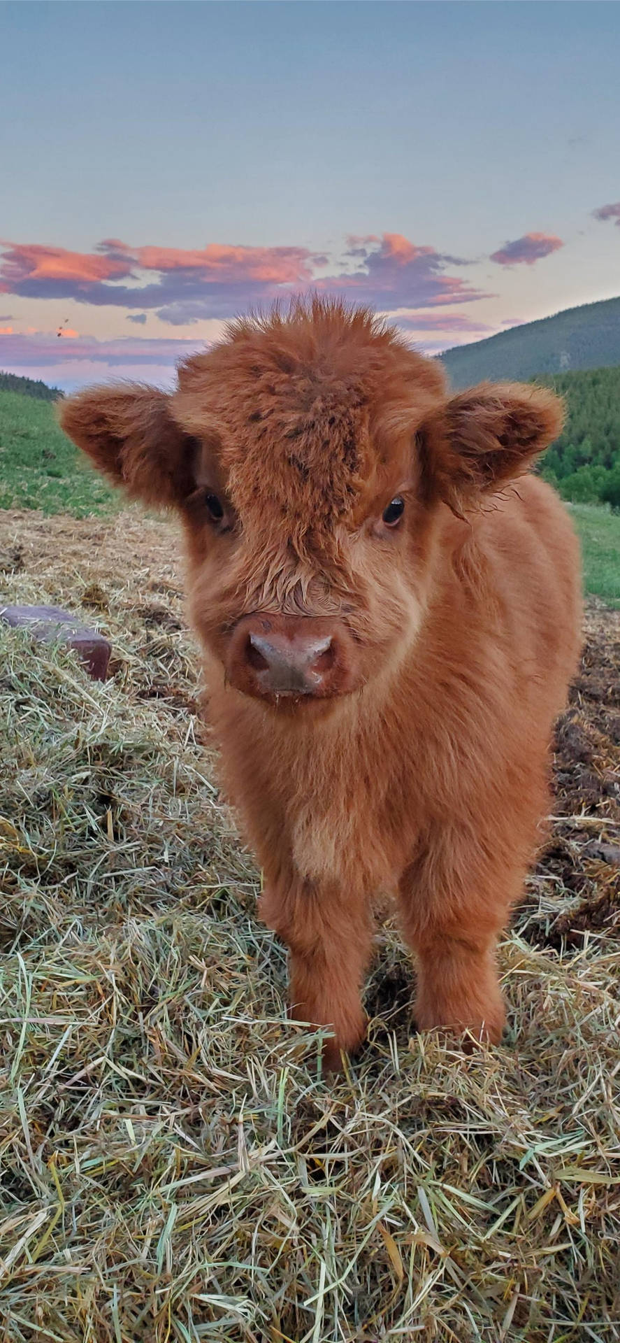 Fluffy Baby Highland Brown Cattle Wallpaper