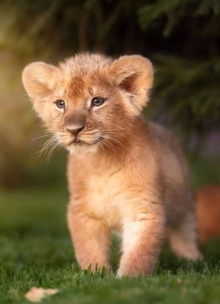 Fluffy Baby Lion Wallpaper