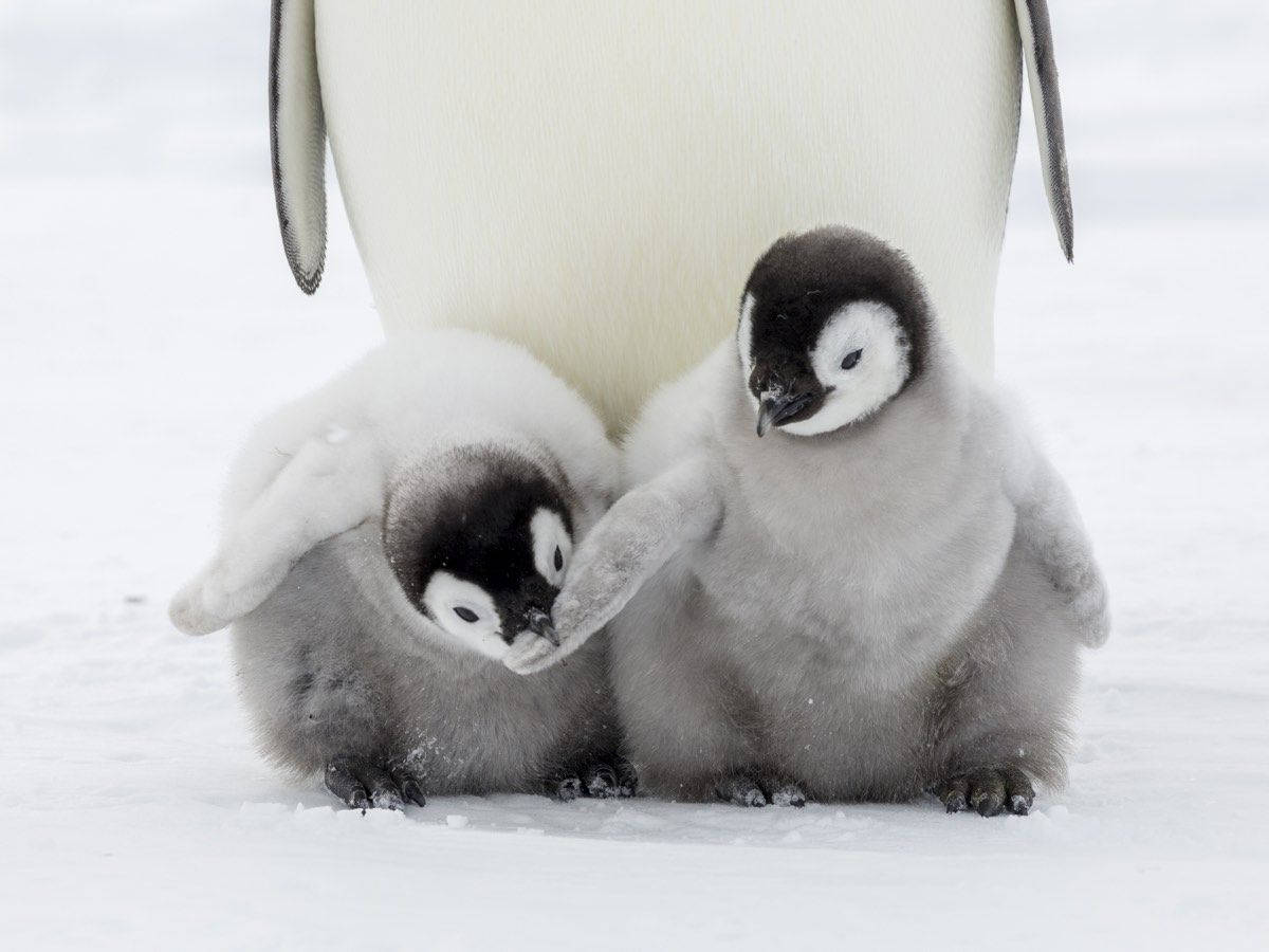 Fluffy Baby Pingviner skraber deres vej gennem et landskab af drømme. Wallpaper
