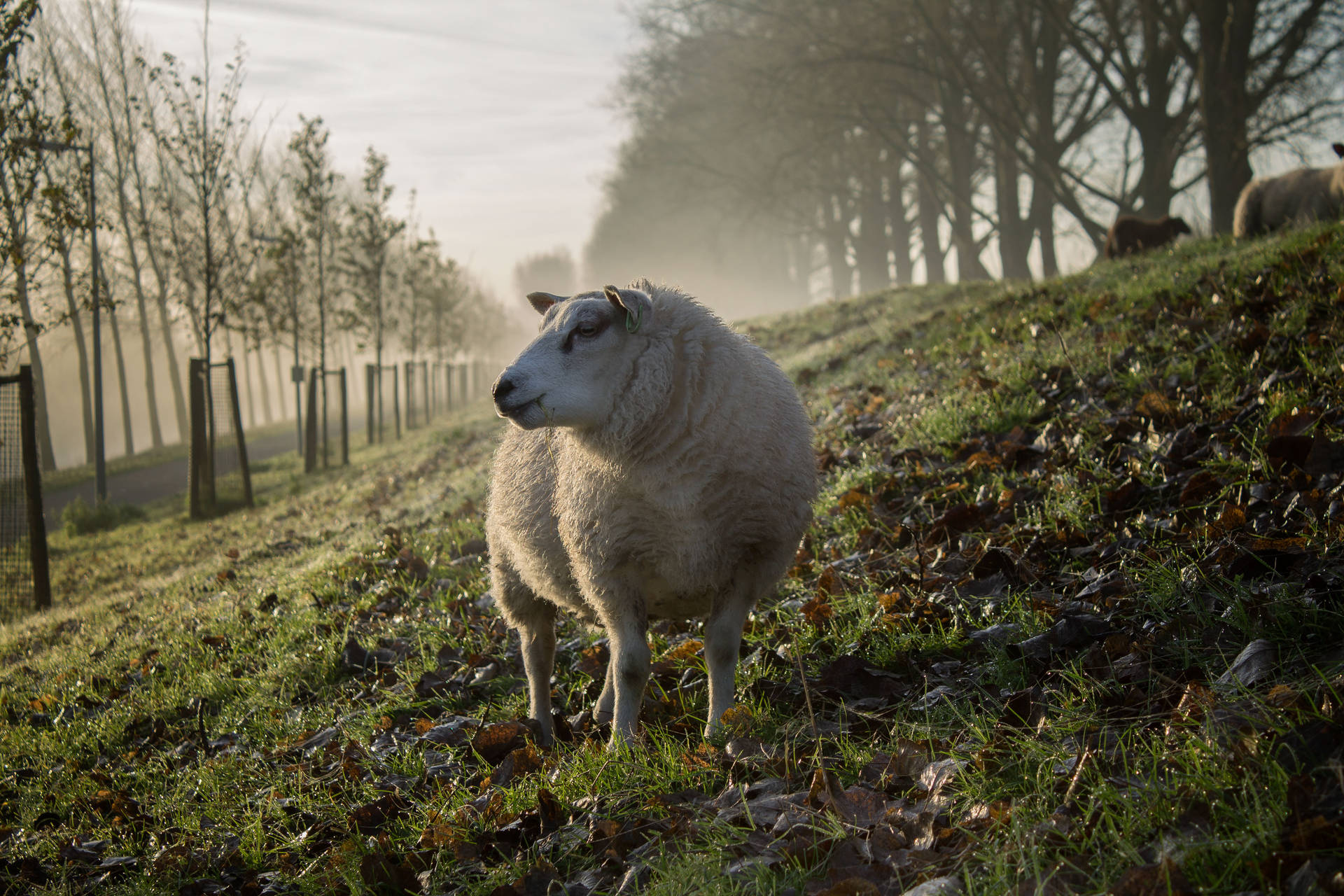 Fluffy Beige Sheep