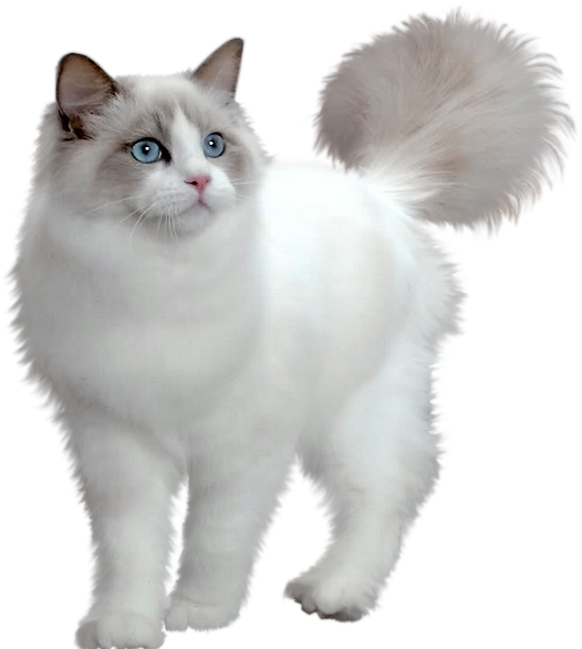 Fluffy Birman Cat Blue Eyes PNG