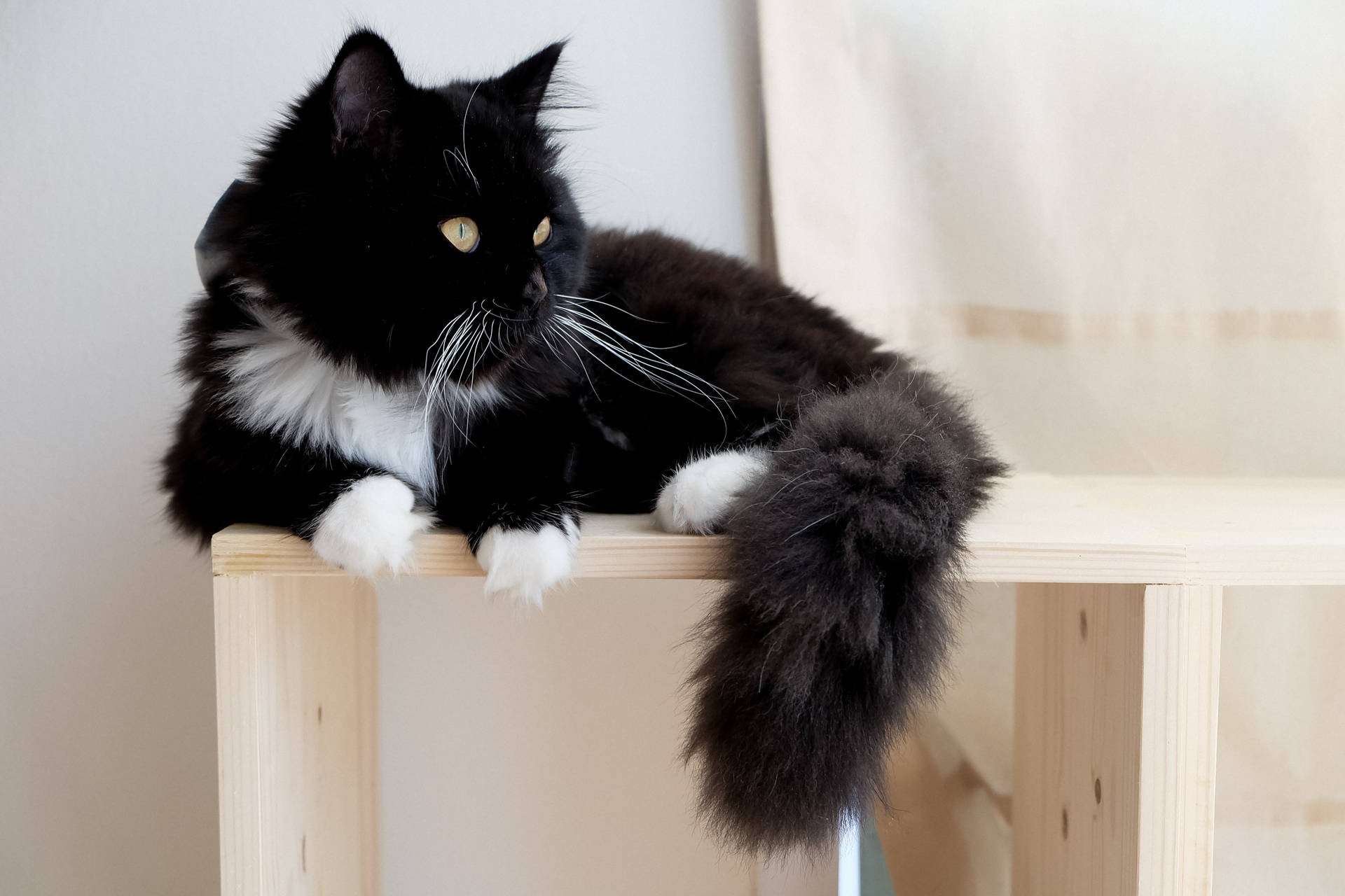 Fluffy Black Cat Wood Table