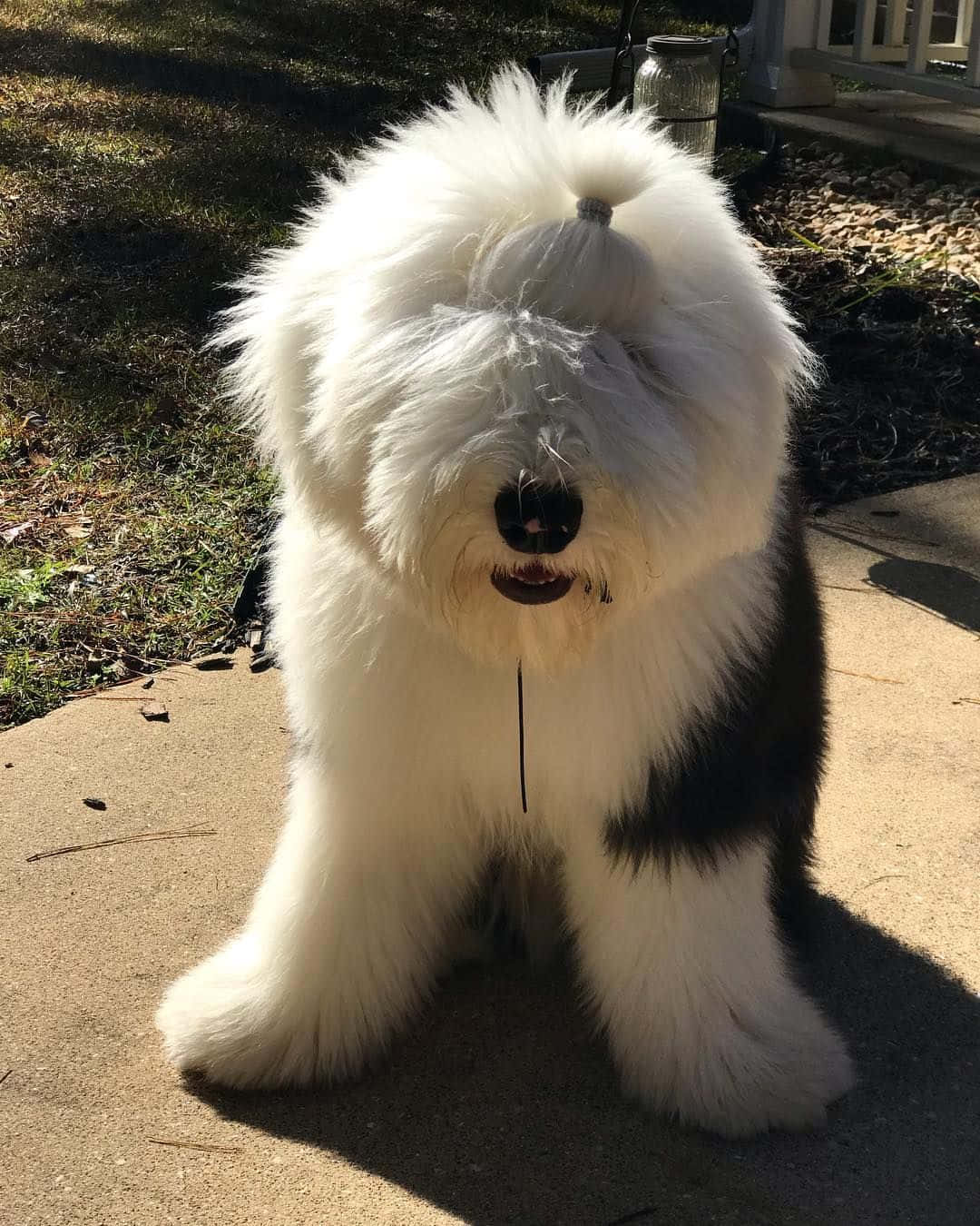 Fluffy Zwart Witte Hond Staand Buiten Achtergrond