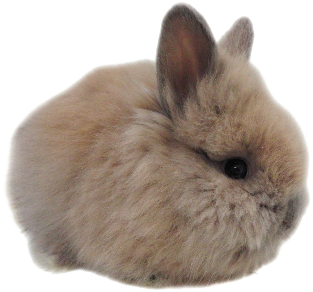 Fluffy Brown Bunny Isolated PNG