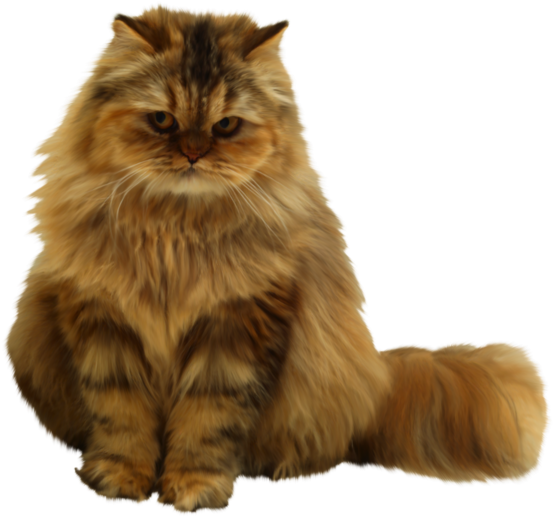 Fluffy Brown Cat Sitting PNG