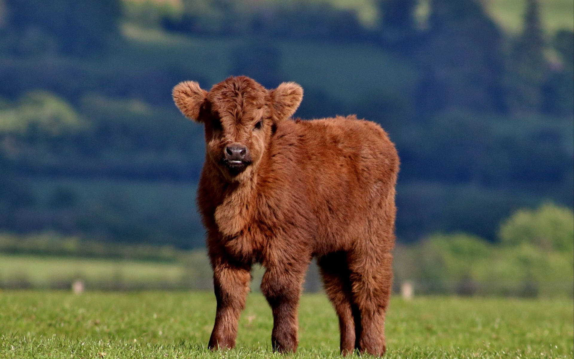 A gentle and Fluffy Brown Cow grazing in a pasture. Wallpaper