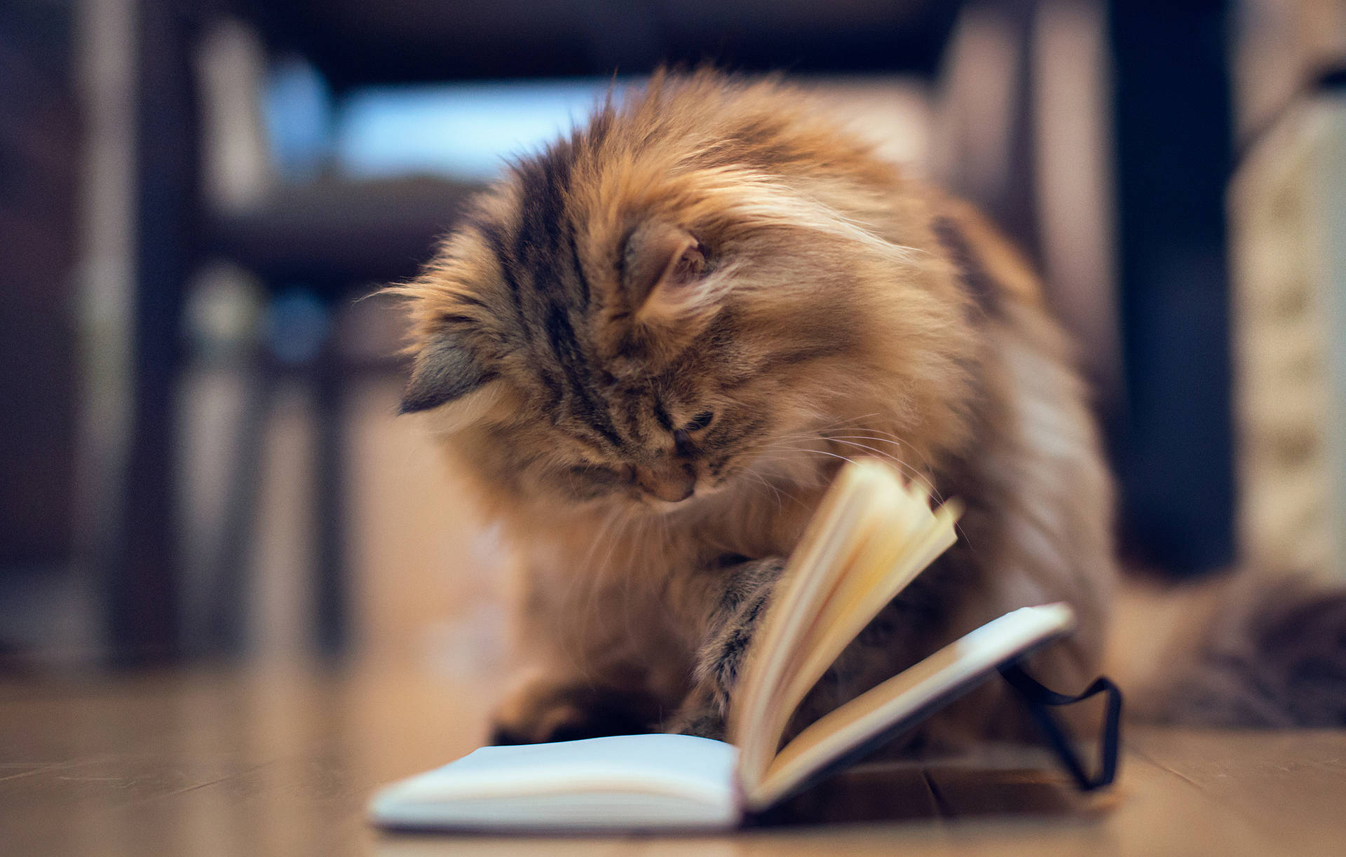 Fluffy Cat Reading Book