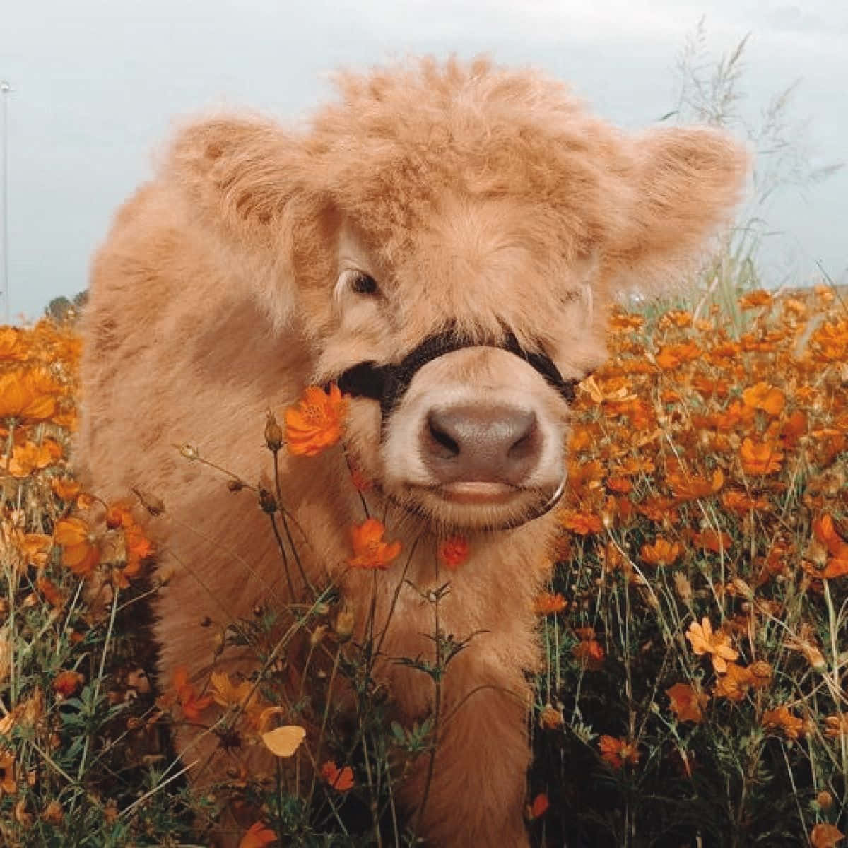 Fluffy Cow Among Orange Flowers Wallpaper