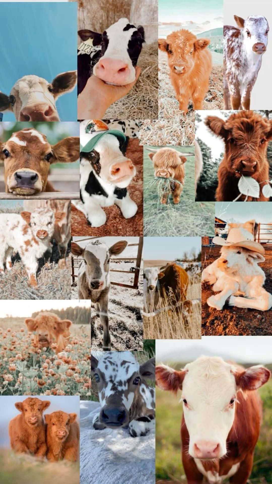 Fluffy Cows Collage Aesthetic.jpg Wallpaper