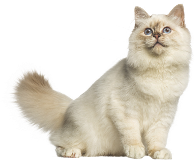 Fluffy Cream Colored Cat.png PNG