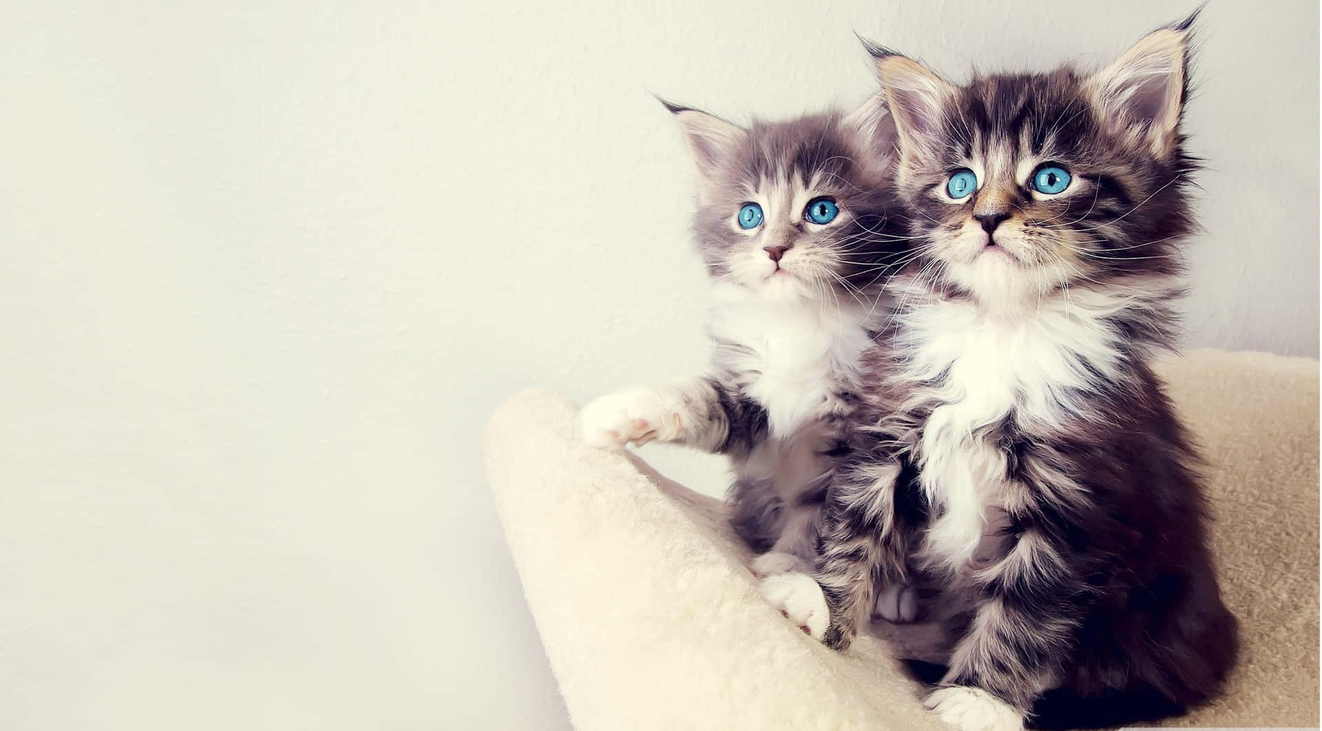 Fluffy Cute Kittens With Blue Eyes Wallpaper