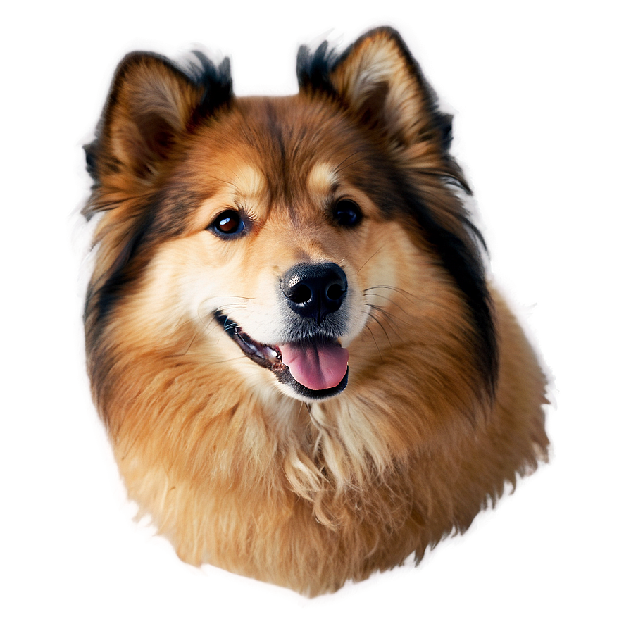 Fluffy Dog Face Picture Png Irg PNG