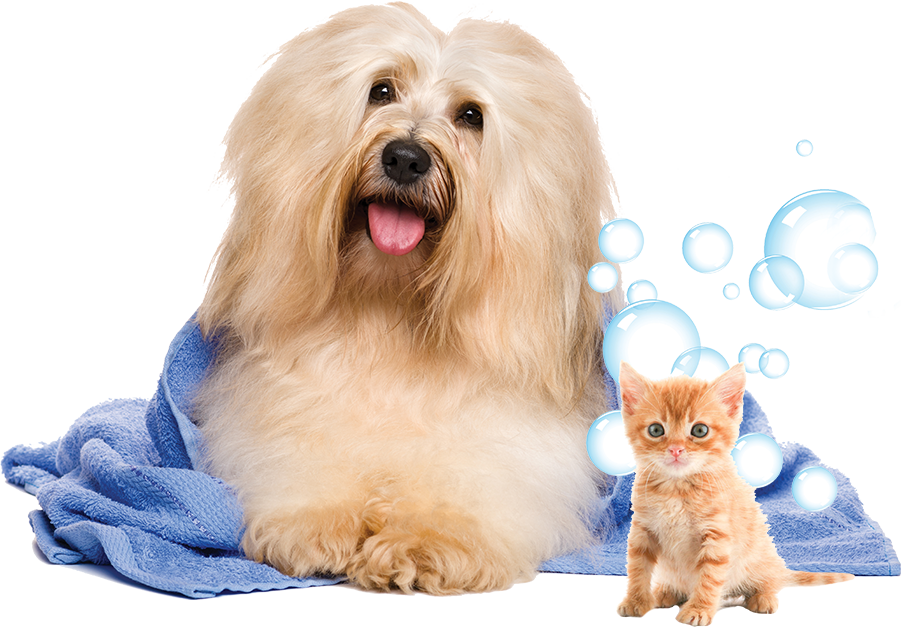 Fluffy Dogand Kitten After Bath PNG