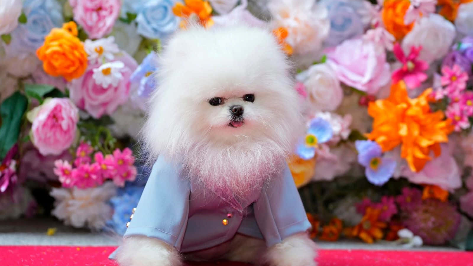 Fluffy Dogin Suit Floral Backdrop Wallpaper
