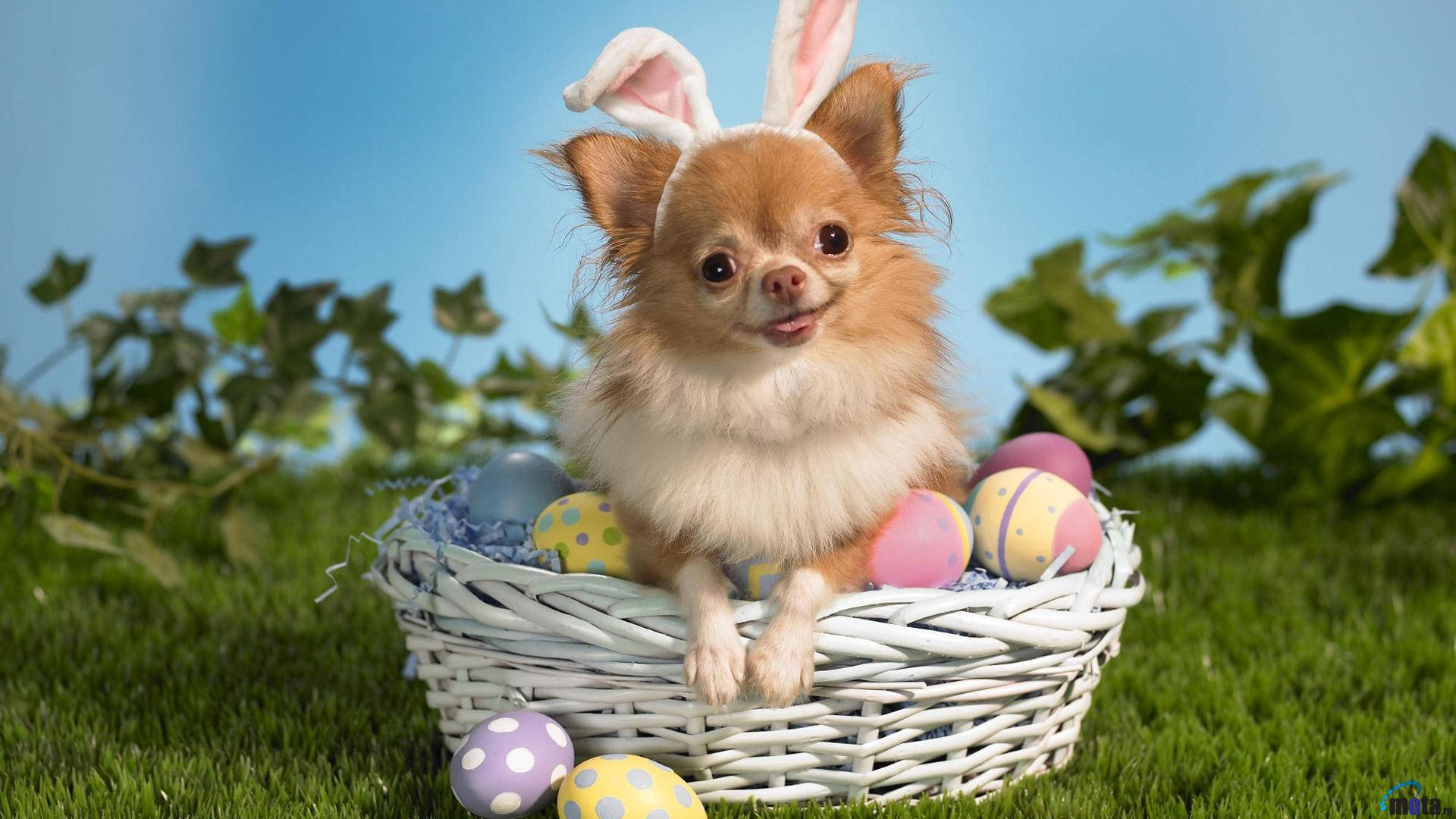 Fluffy dog with bunny ears on Easter eggs basket wallpaper