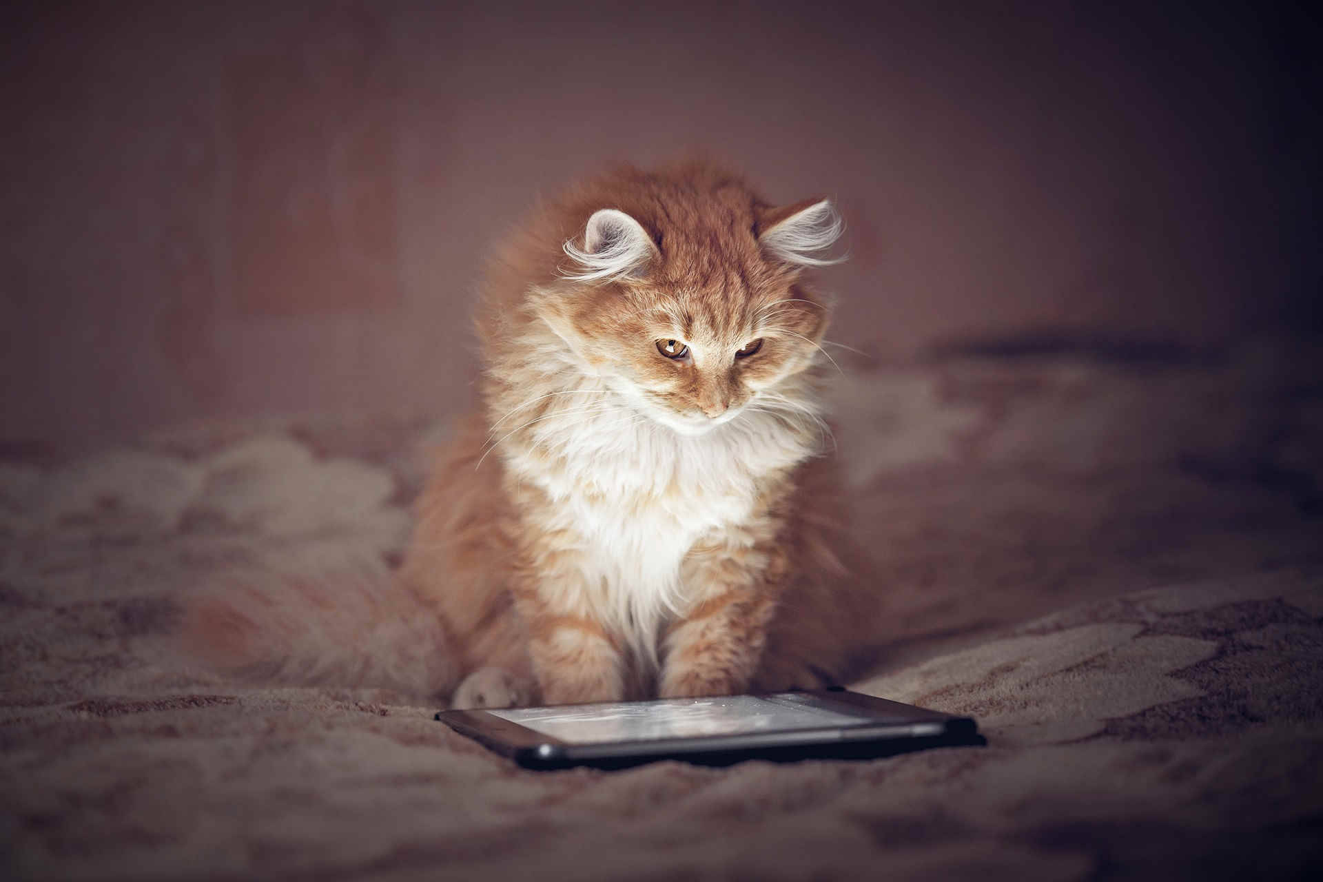 Fluffy Ginger Cat Computer Background