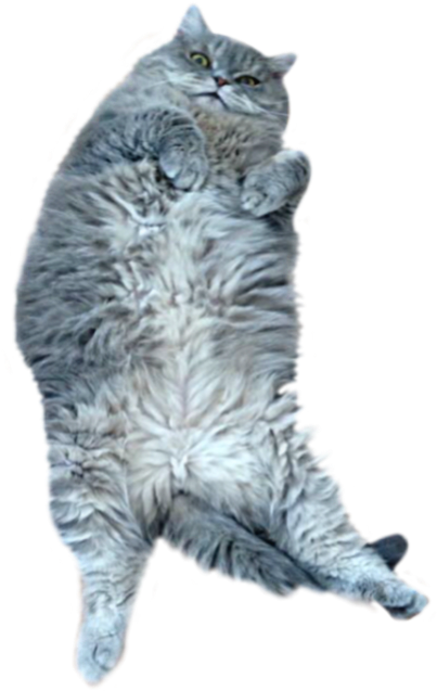 Fluffy Gray Cat Lying Back.png PNG