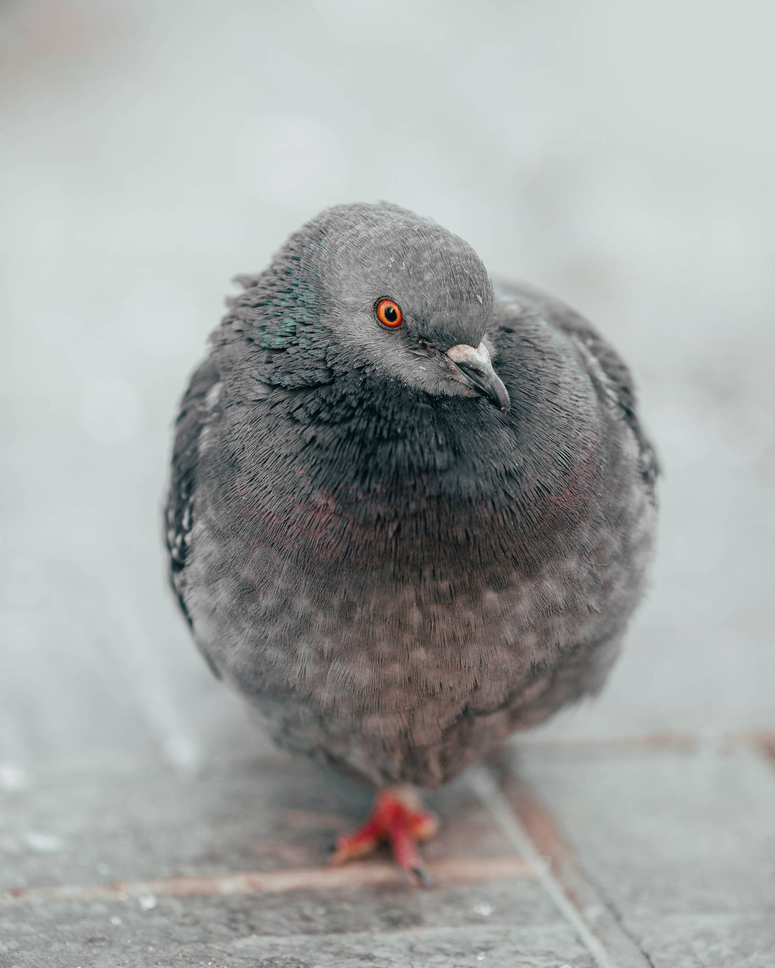 Fluffy Gray Feral Pigeon Bird Wallpaper