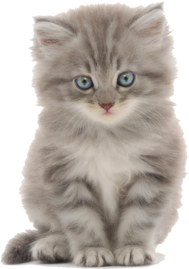 Fluffy Gray Kitten Blue Eyes PNG