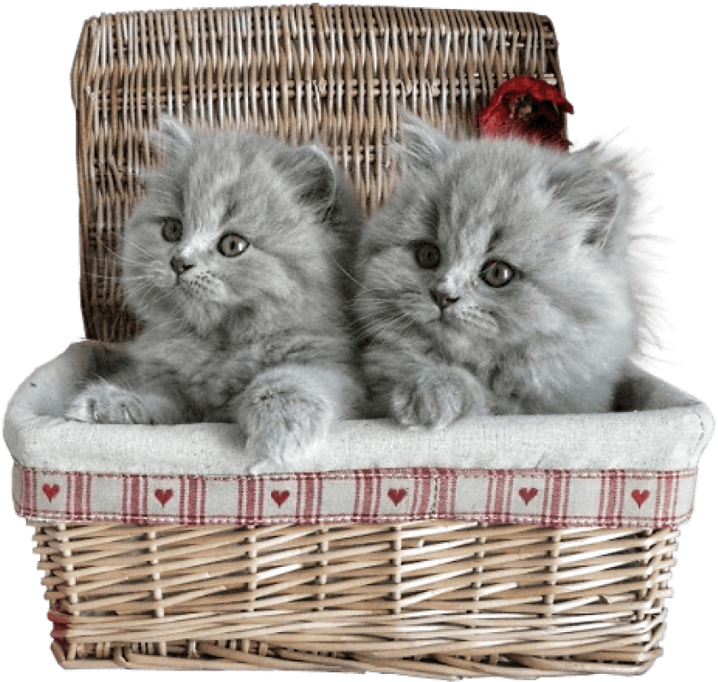 Fluffy Gray Kittensin Basket PNG