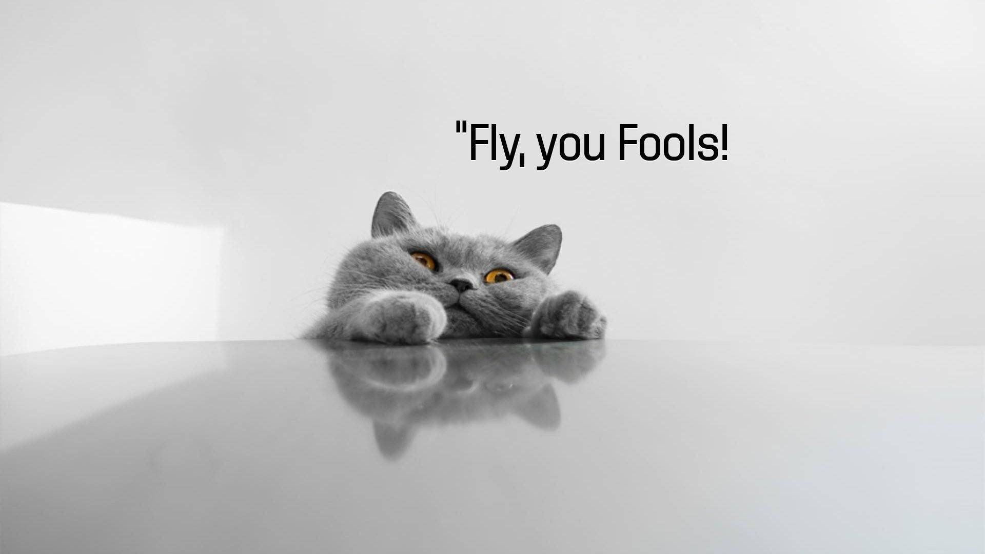 Fluffy grey cat meme wallpaper.
